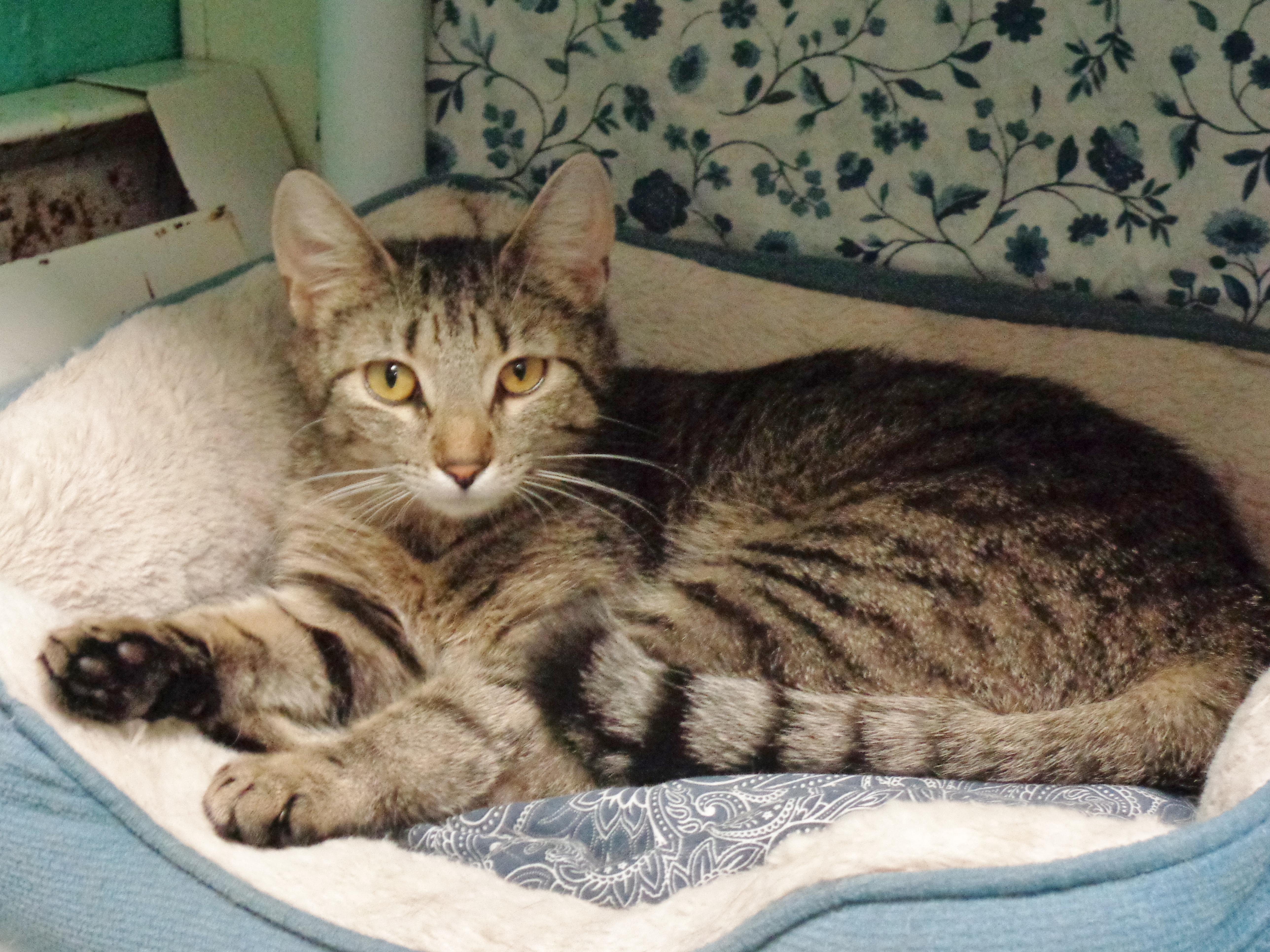 EDNA, a ADOPTABLE Tiger in Delhi, NY image 3/5