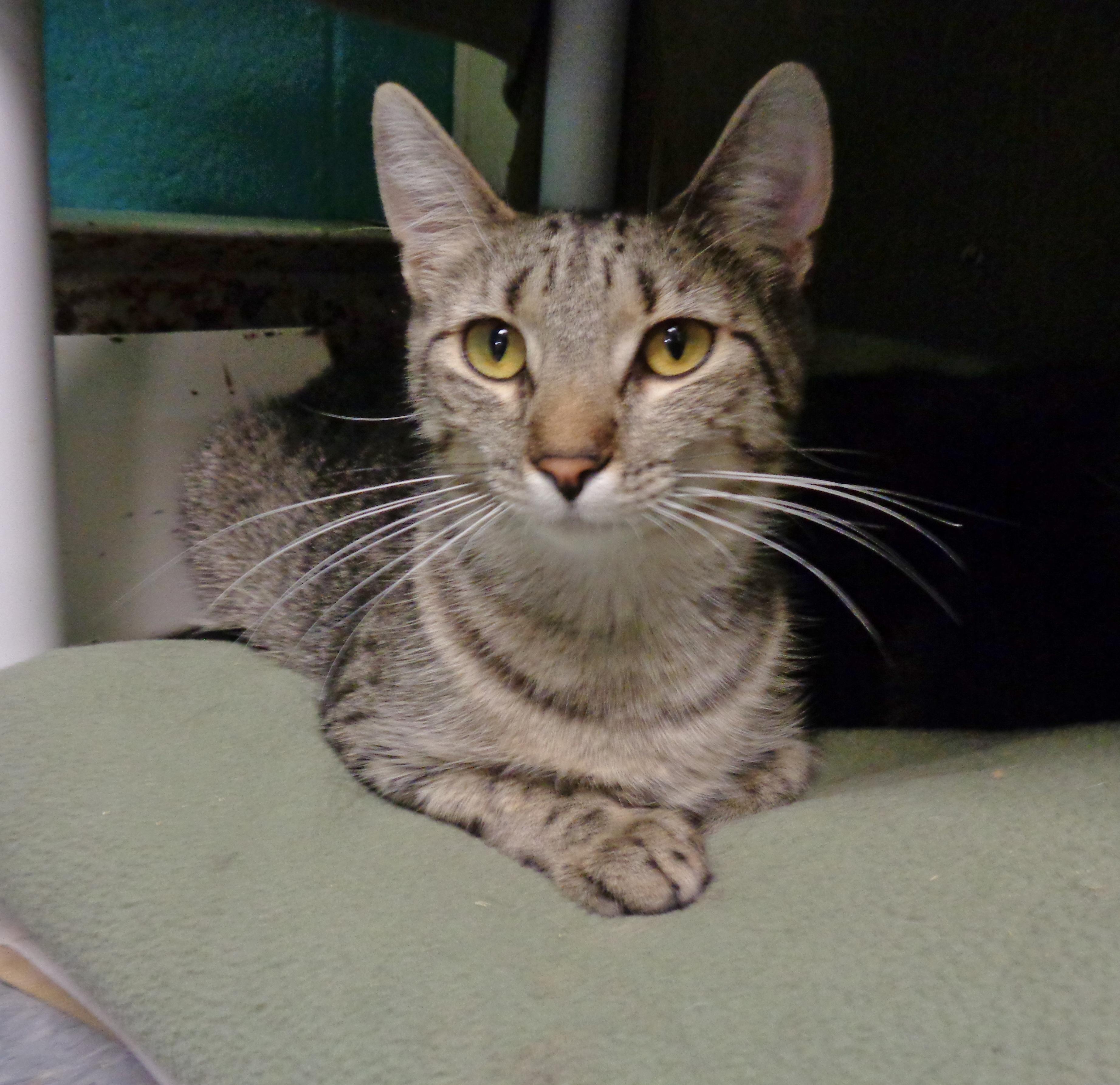 EDNA, ADOPTABLE, Kitten Female Tiger.