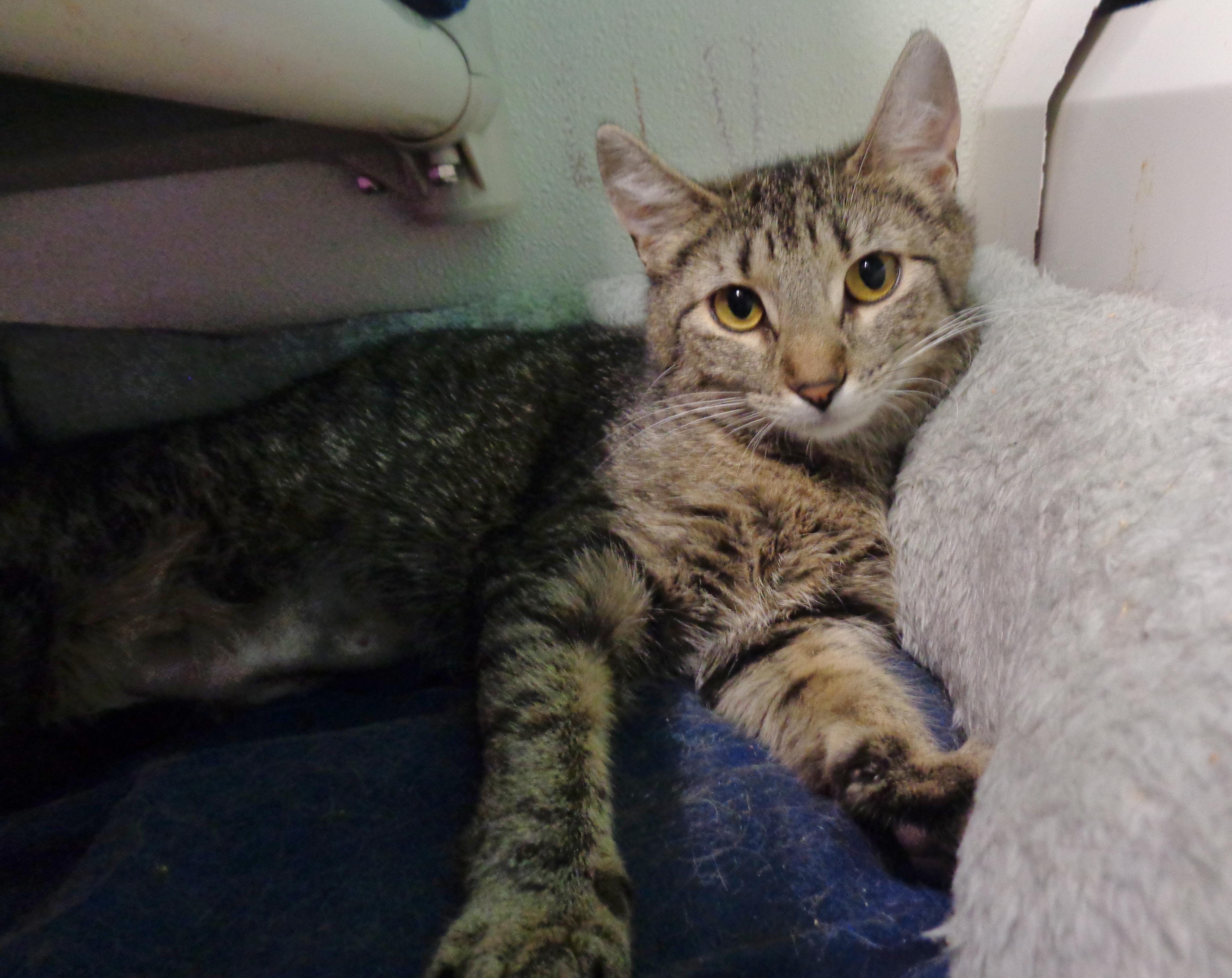EDNA, a ADOPTABLE Tiger in Delhi, NY image 4/5