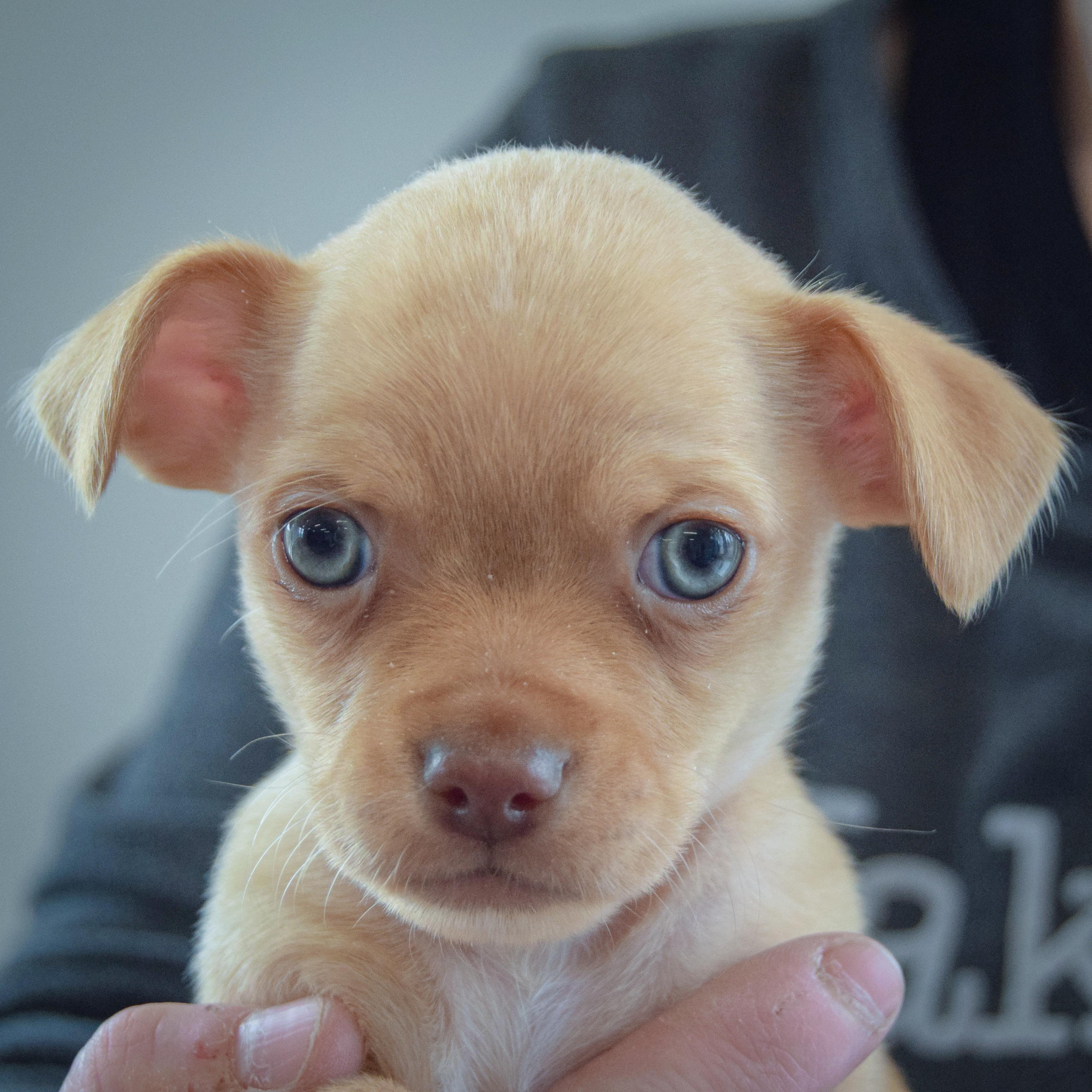 Enlarge Megamind, an adopted mixed breed in Huntley, IL image 6/6