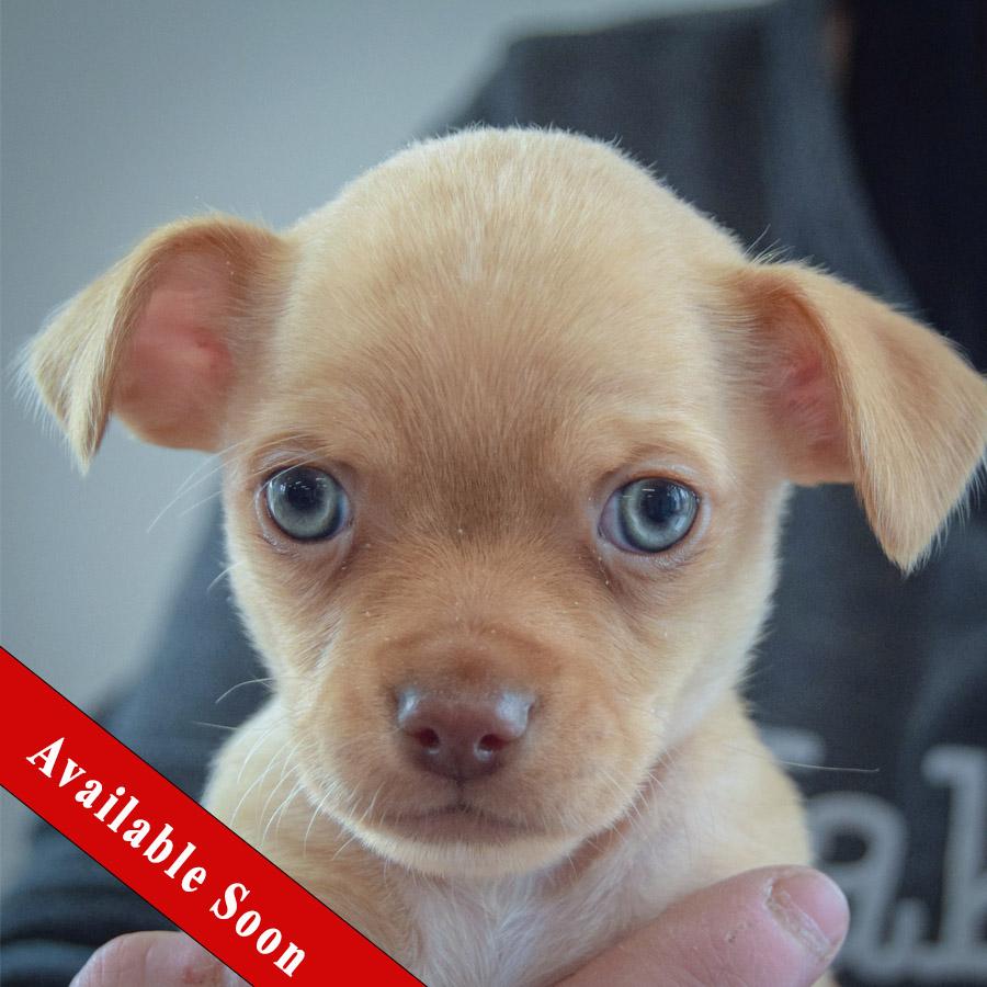 Enlarge Megamind, an adopted mixed breed in Huntley, IL image 1/6