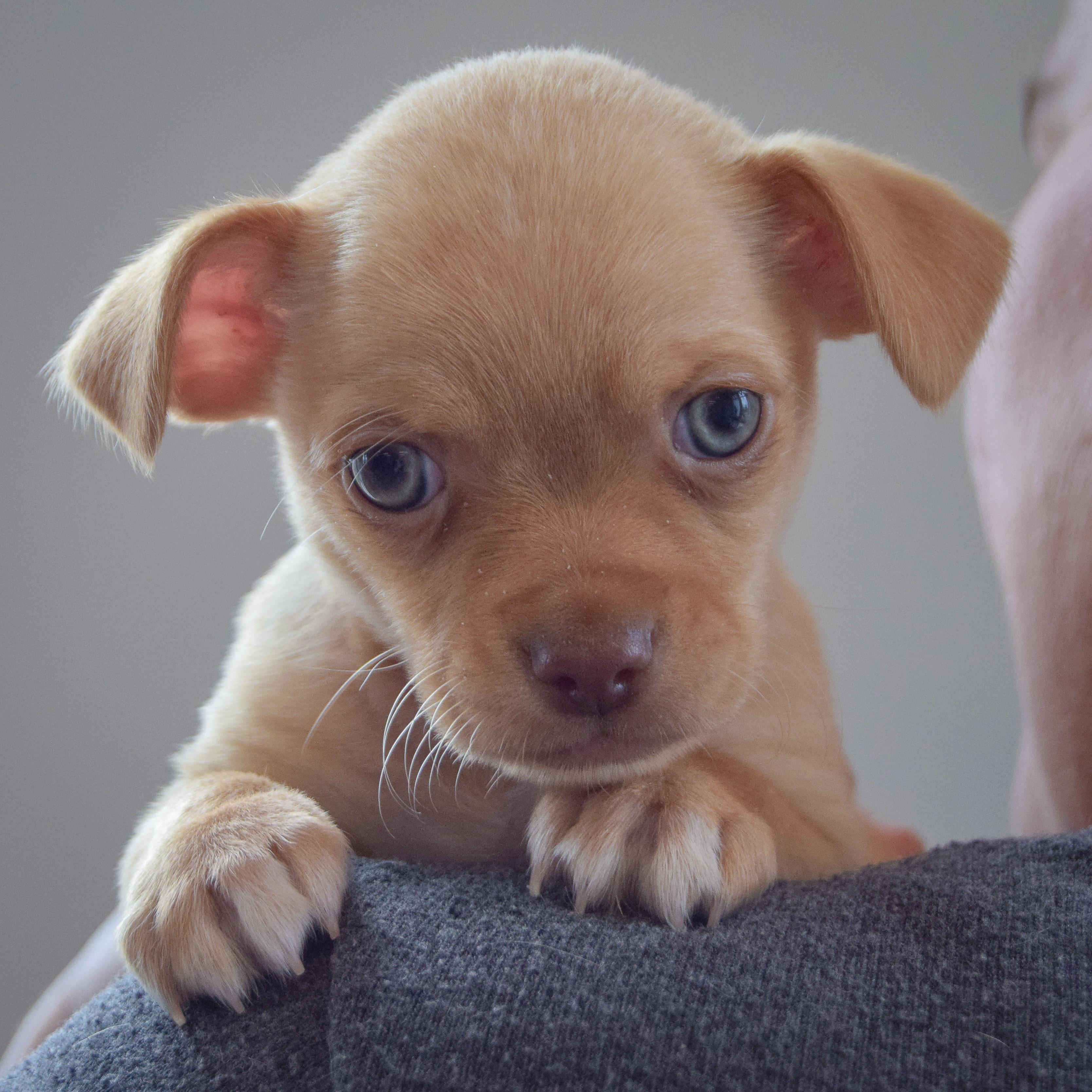Enlarge Megamind, an adopted mixed breed in Huntley, IL image 5/6
