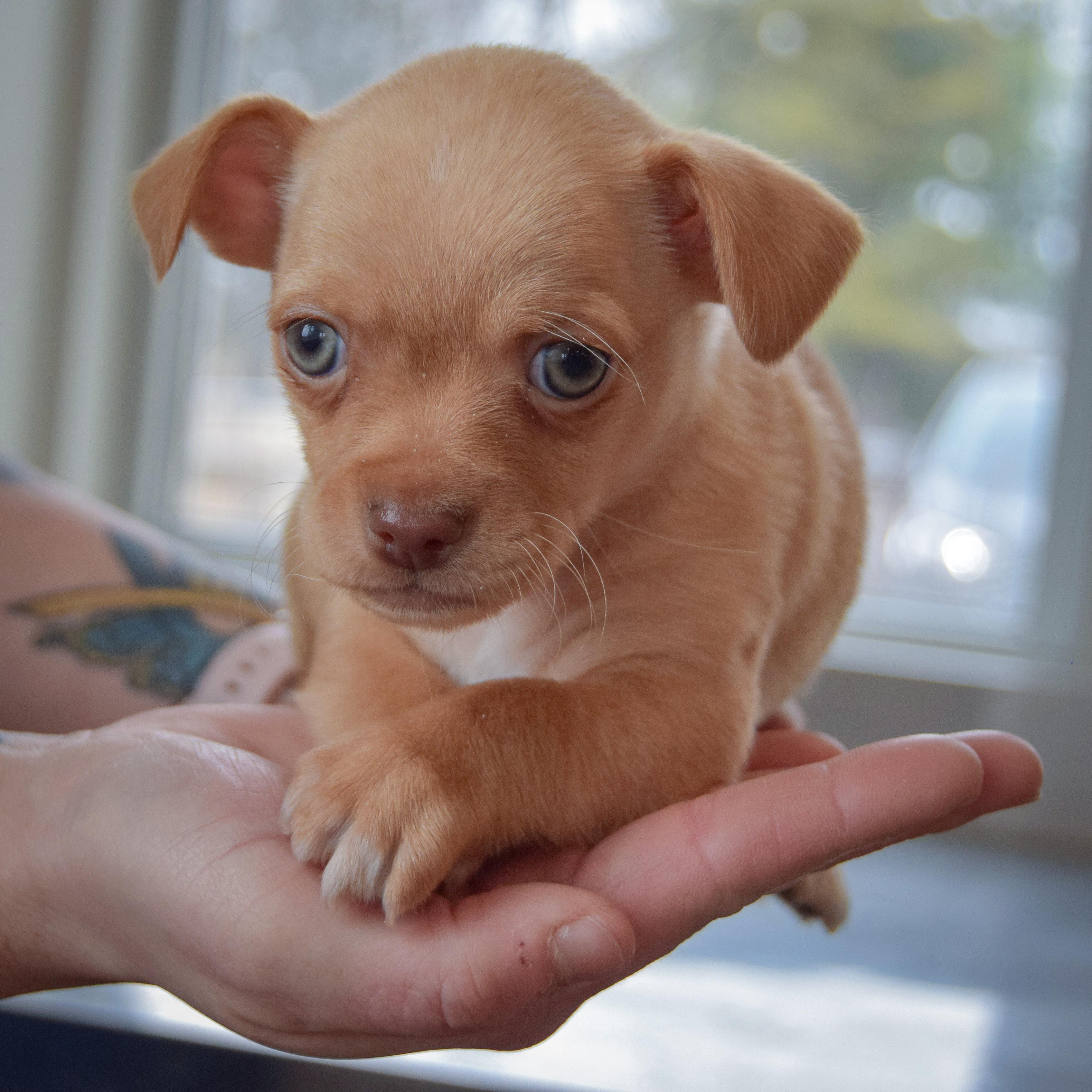 Enlarge Megamind, an adopted mixed breed in Huntley, IL image 4/6