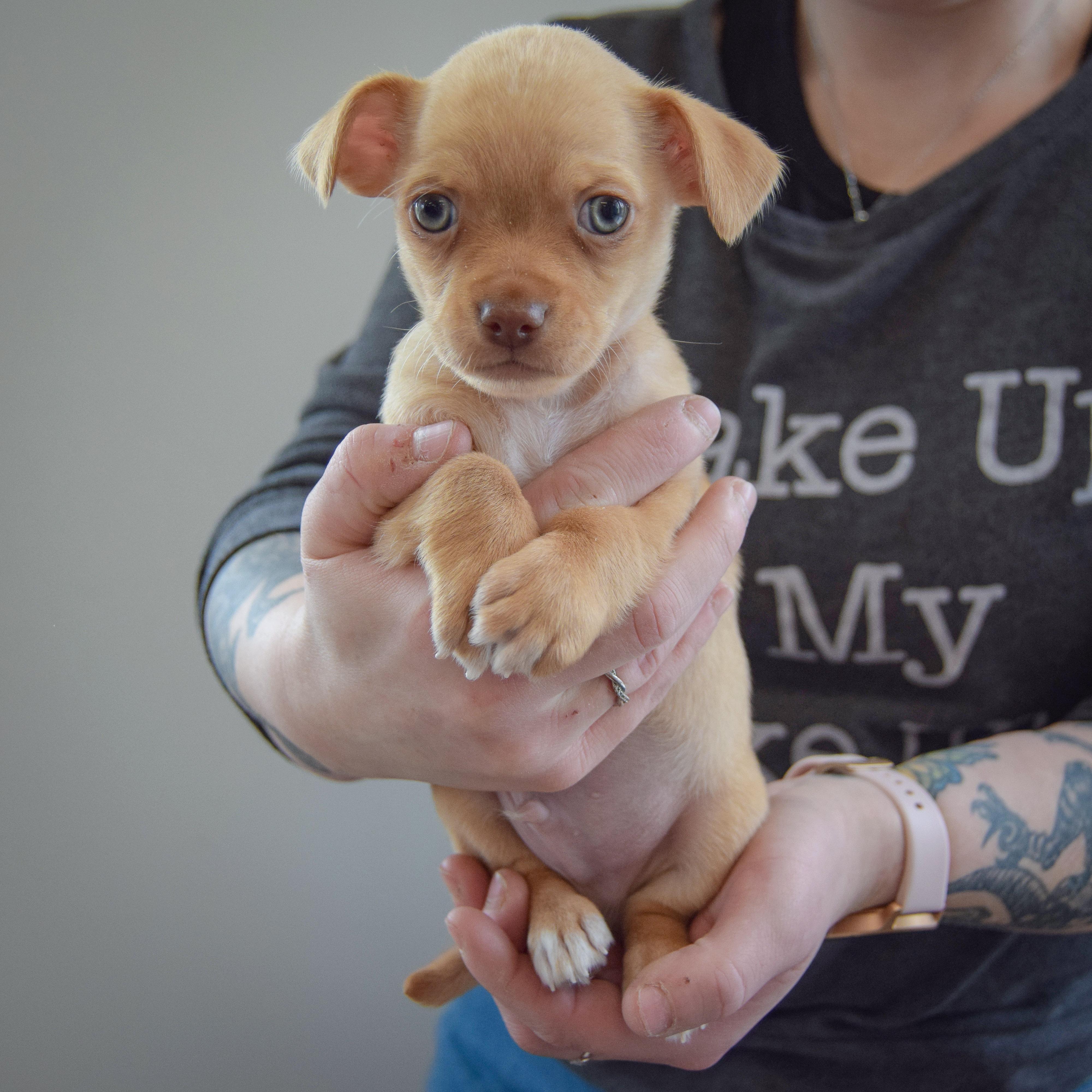Enlarge Megamind, an adopted mixed breed in Huntley, IL image 3/6