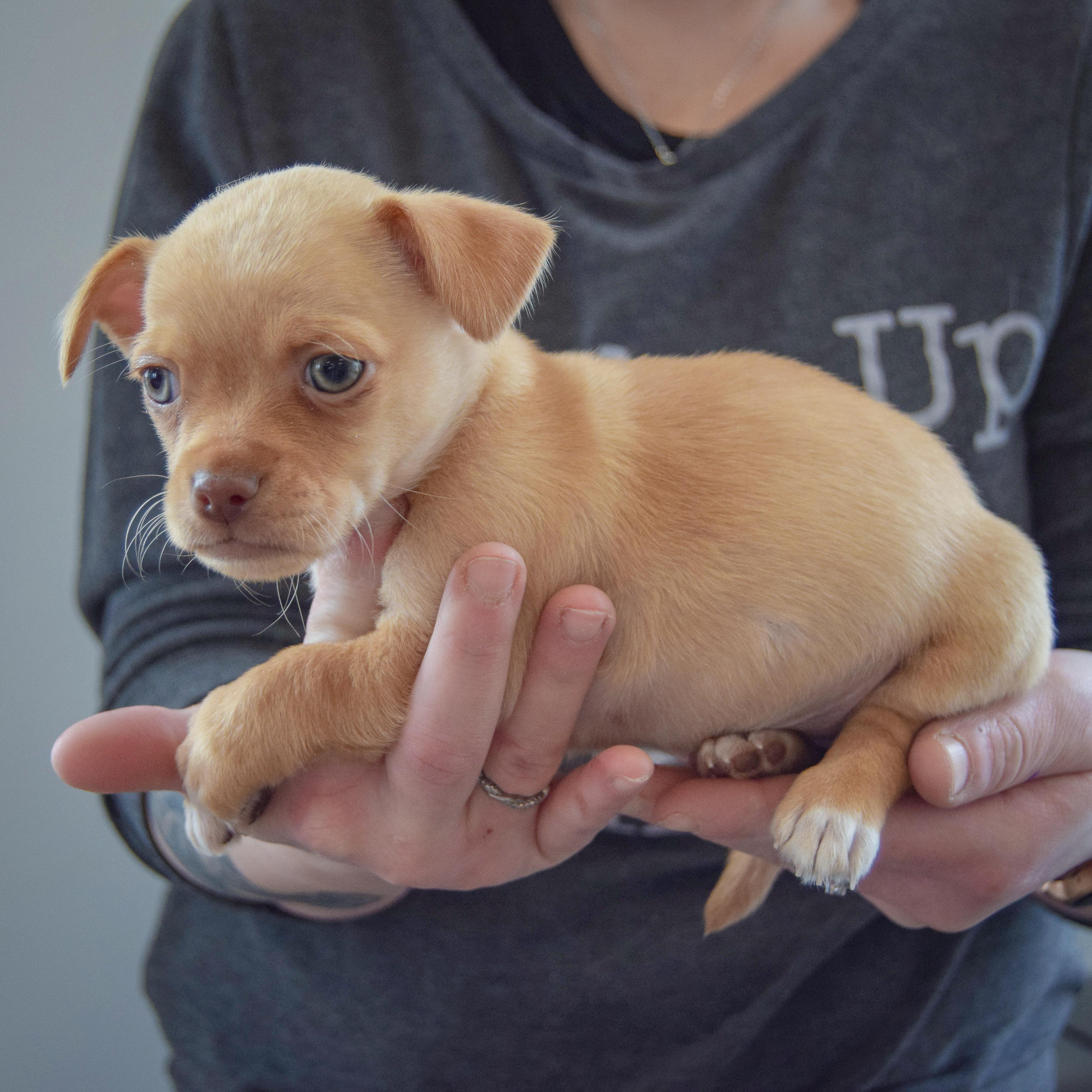 Enlarge Megamind, an adopted mixed breed in Huntley, IL image 2/6