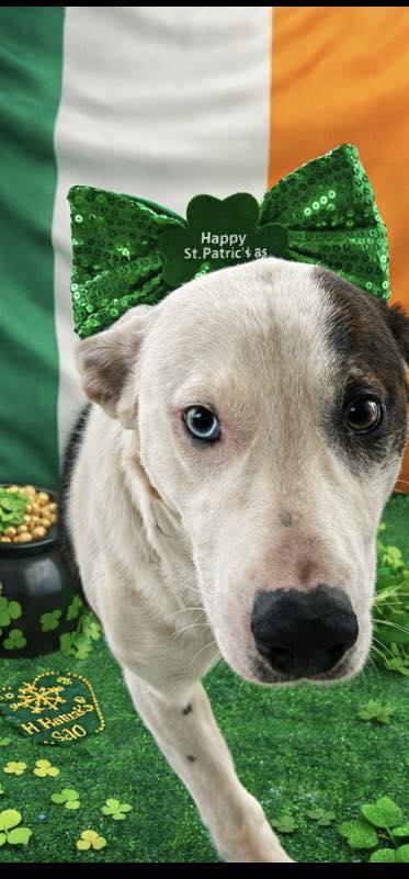 Bo, ADOPTABLE, Young Male Mixed Breed.