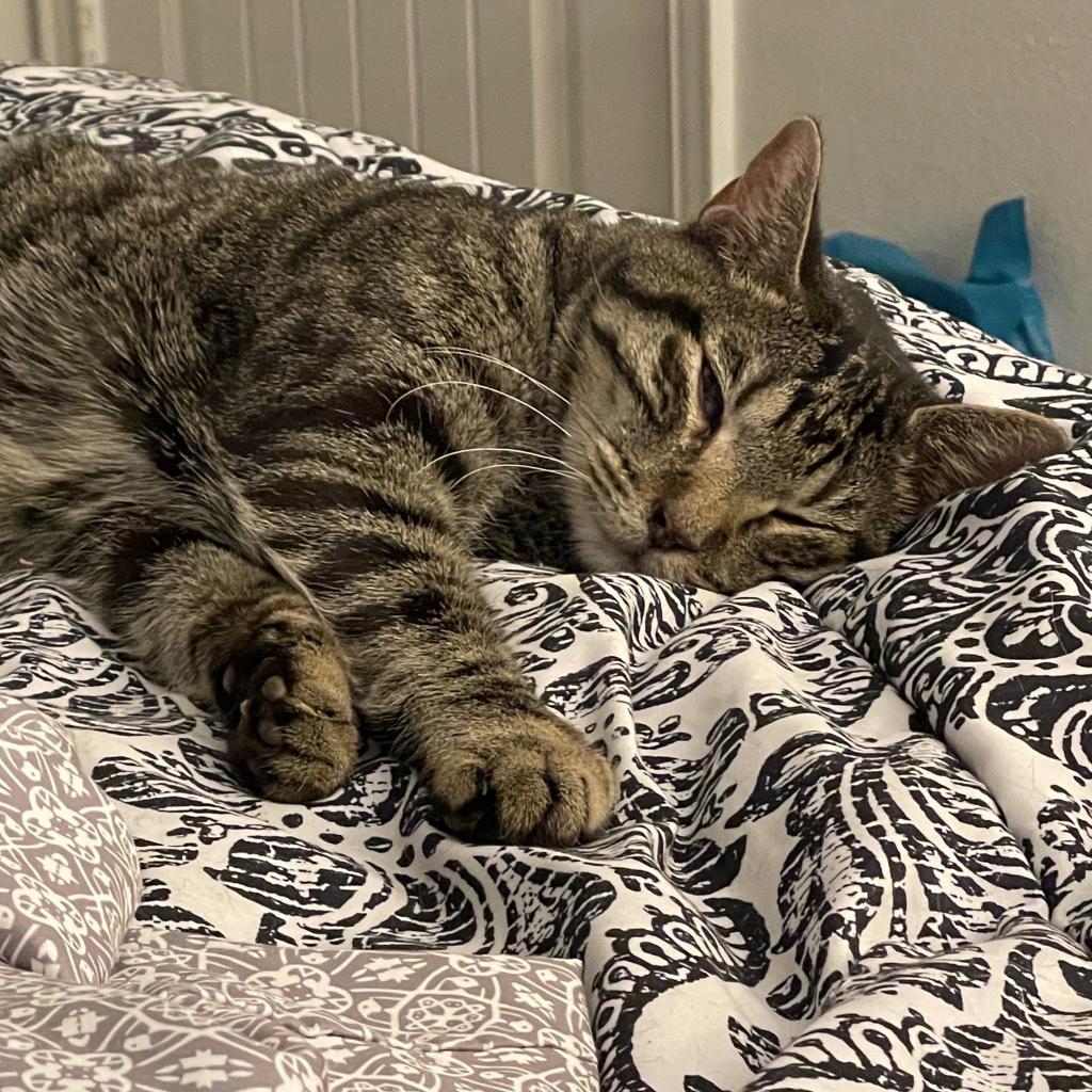 Enlarge Gucci II, a Adoptable Domestic Short Hair in Dallas, TX image 1/3