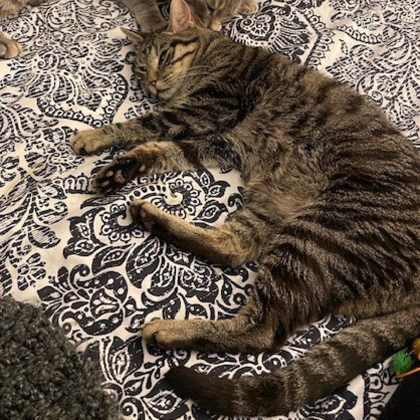 Enlarge Gucci II, a Adoptable Domestic Short Hair in Dallas, TX image 2/3