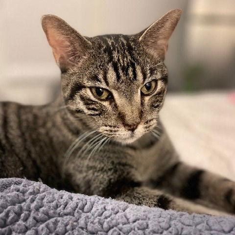 Enlarge Gucci II, a Adoptable Domestic Short Hair in Dallas, TX image 3/3