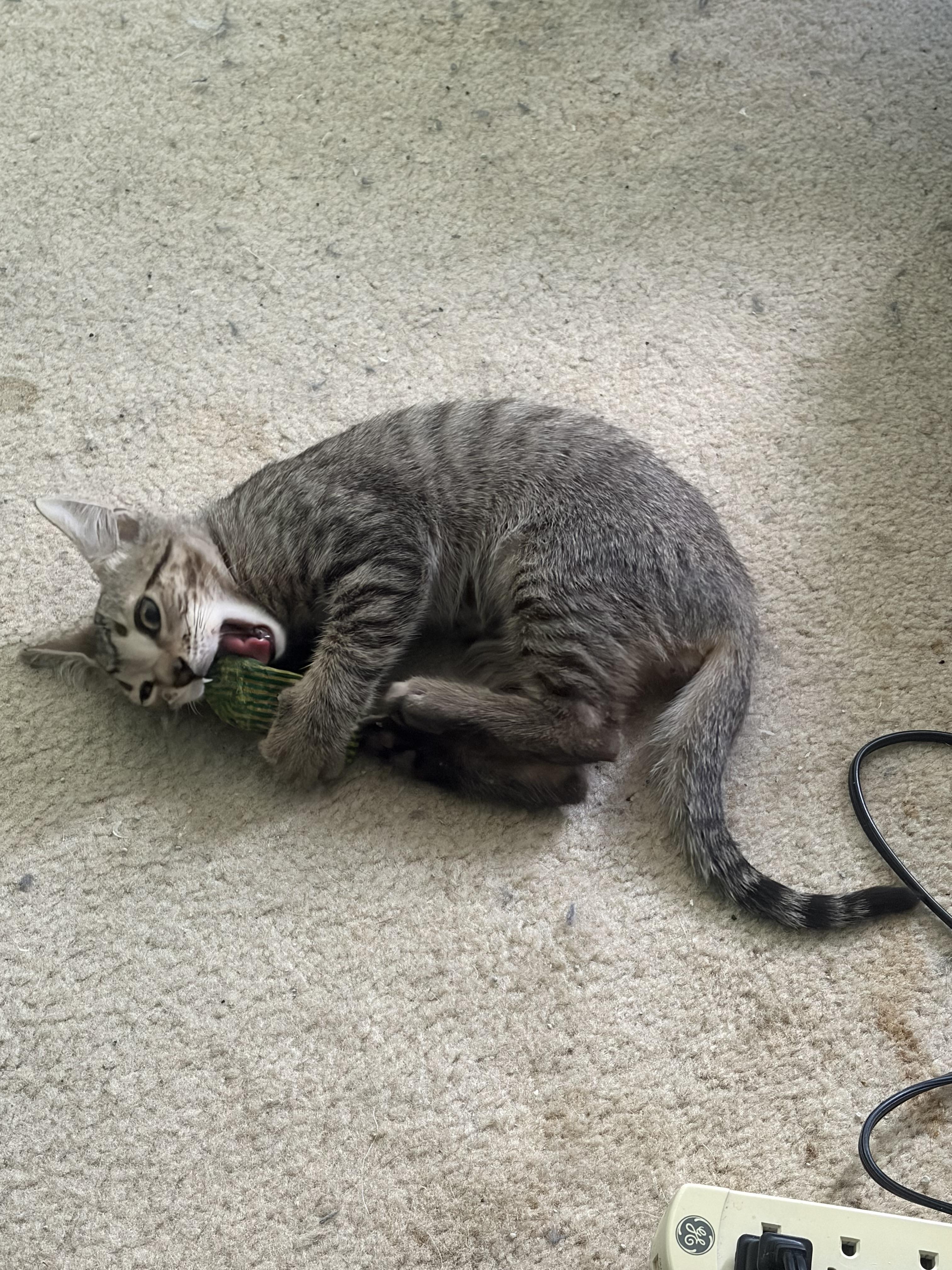 Taco, a Adoptable Domestic Short Hair in Wesley Chapel, FL image 4/6
