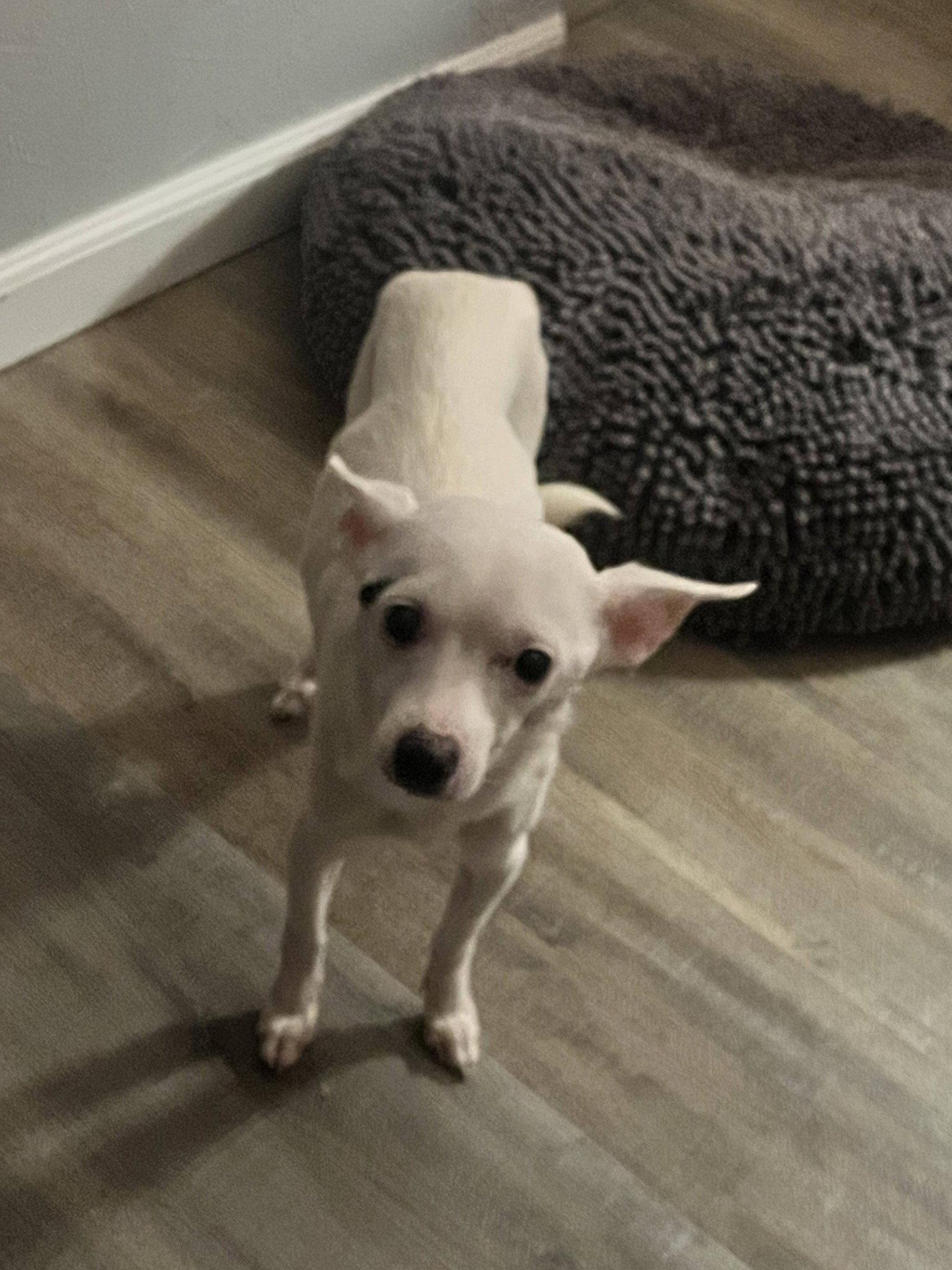 Snow White, Adopted, Adult Female Chihuahua.
