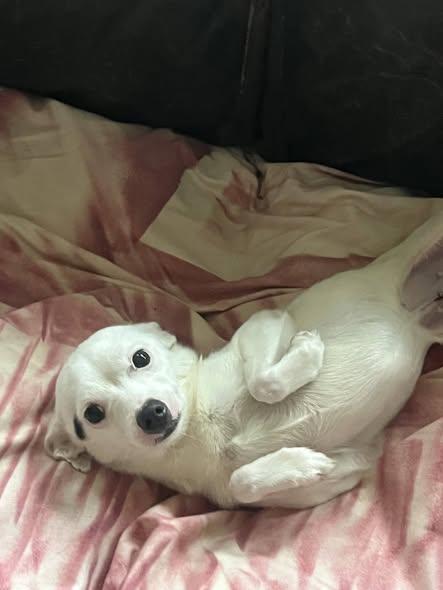 Enlarge Snow White, a Adopted Chihuahua in Raleigh, NC image 2/3