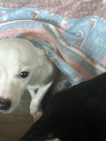 Enlarge Snow White, a Adopted Chihuahua in Raleigh, NC image 3/3