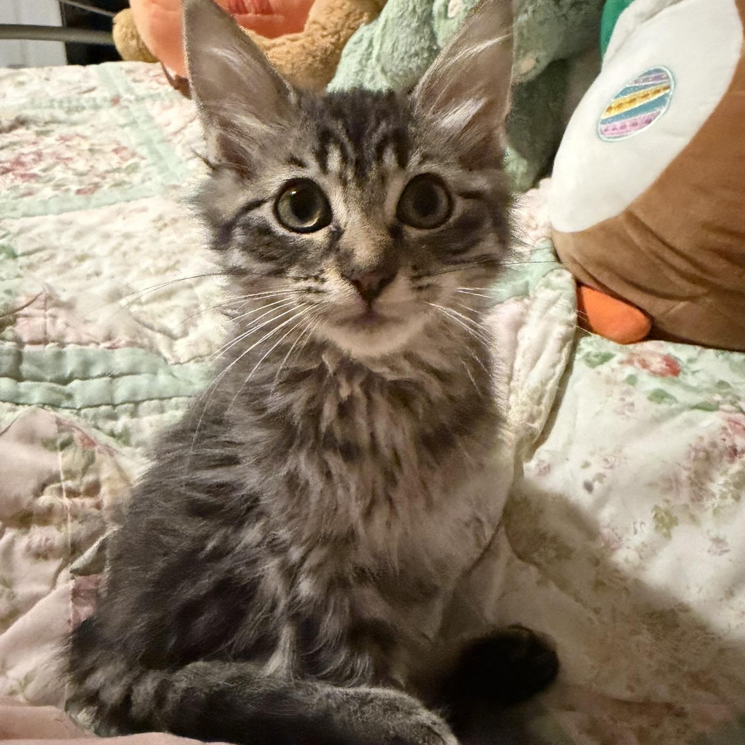 Sunshine, ADOPTABLE, Kitten Female Domestic Long Hair.