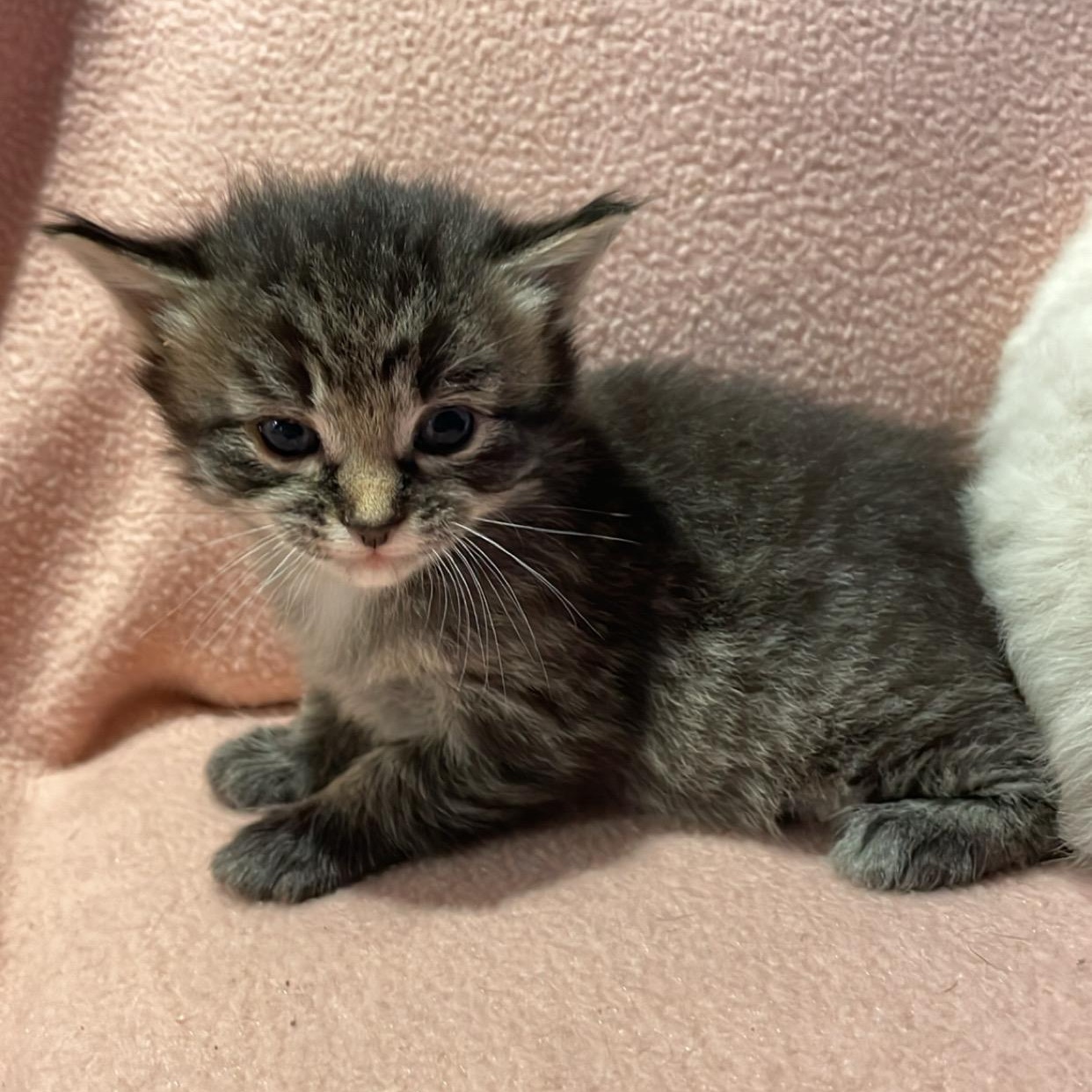 Sunshine, a ADOPTABLE Domestic Long Hair in Clyde, NC image 2/2