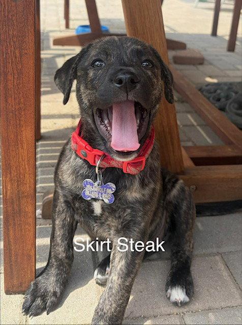 Enlarge Skirt, a Adoptable Labrador Retriever in Hillside, IL image 1/1