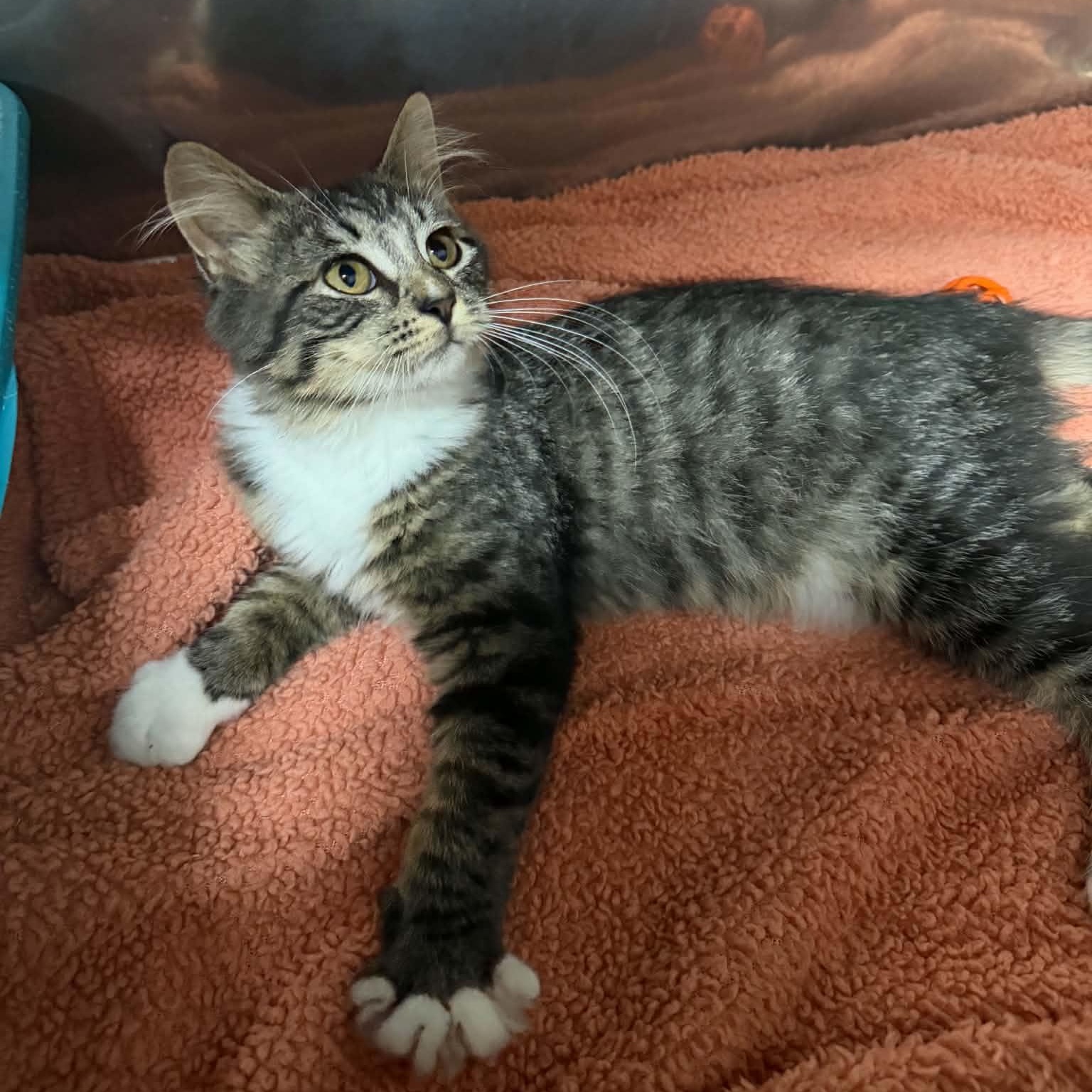 Tess, adopted, Kitten Female Domestic Medium Hair.
