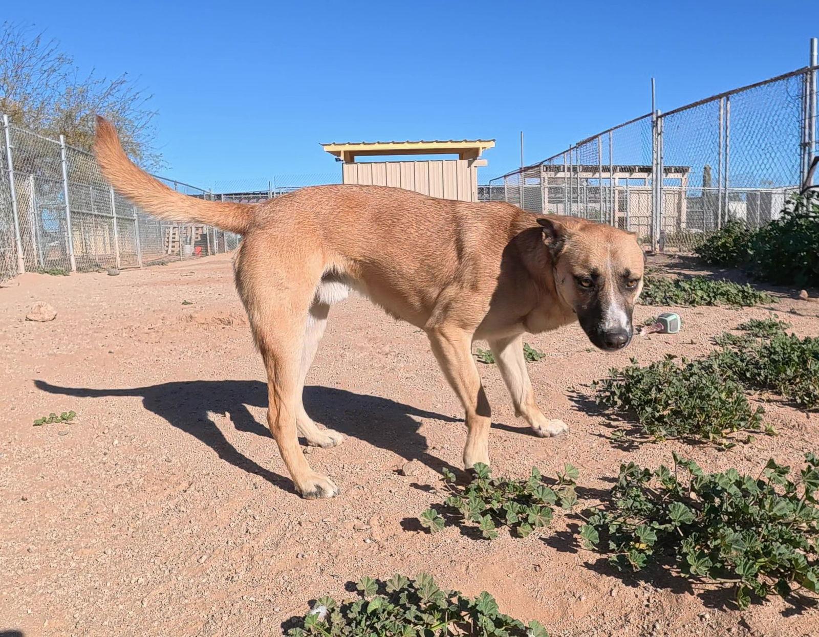 Enlarge Bradley, a Adoptable Shepherd in Queen Creek, AZ image 1/3