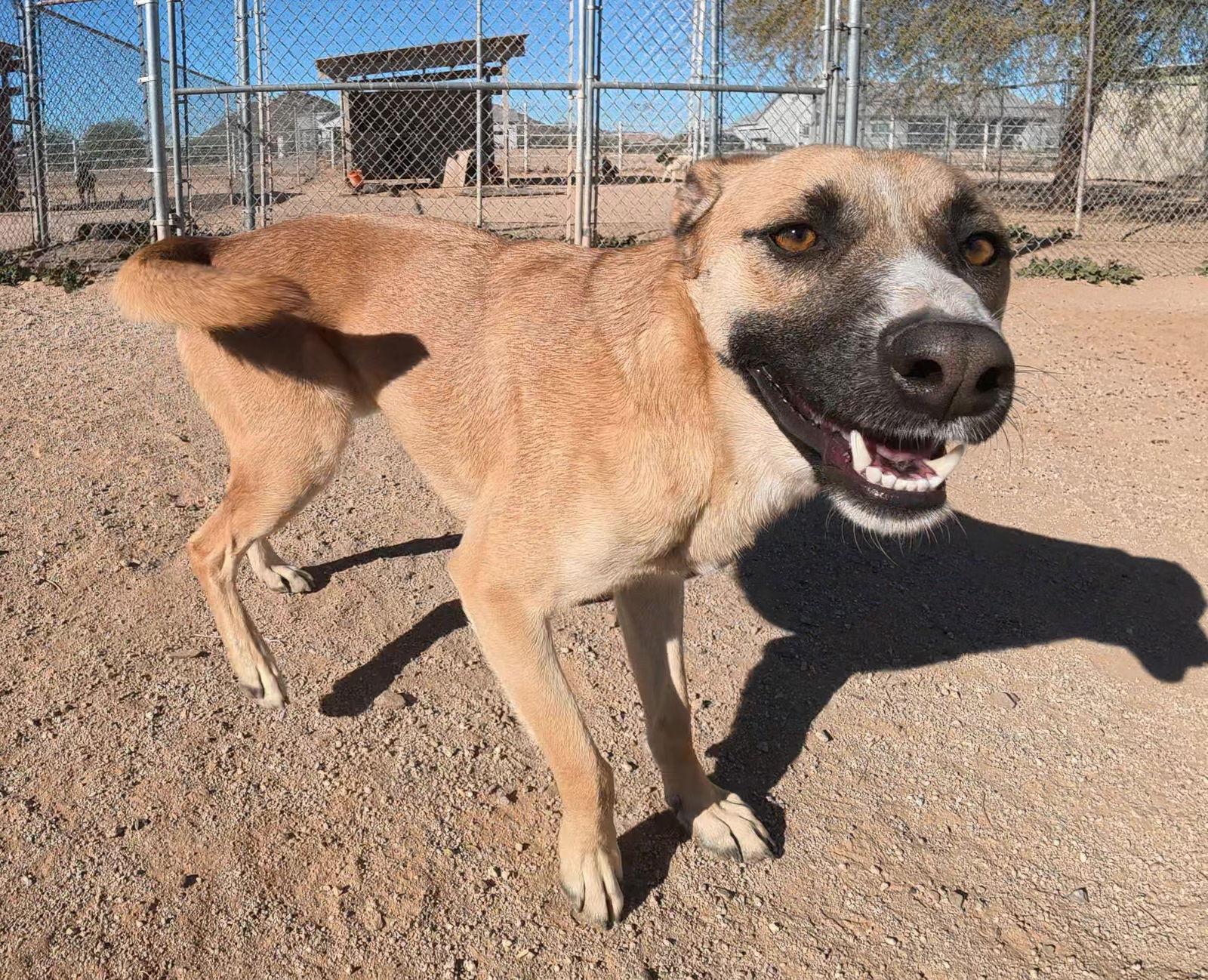 Enlarge Bradley, a Adoptable Shepherd in Queen Creek, AZ image 2/3