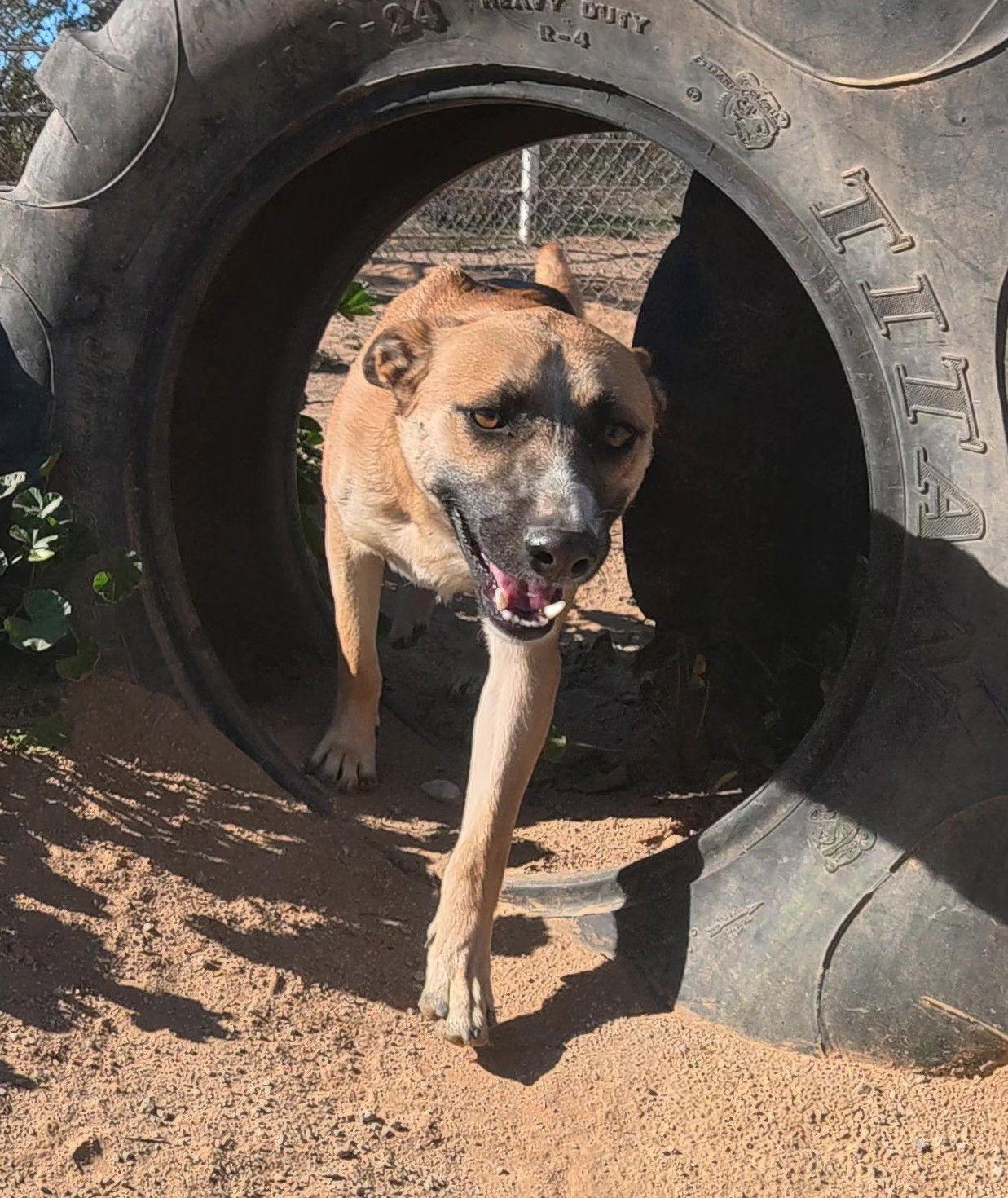 Enlarge Bradley, a Adoptable Shepherd in Queen Creek, AZ image 3/3