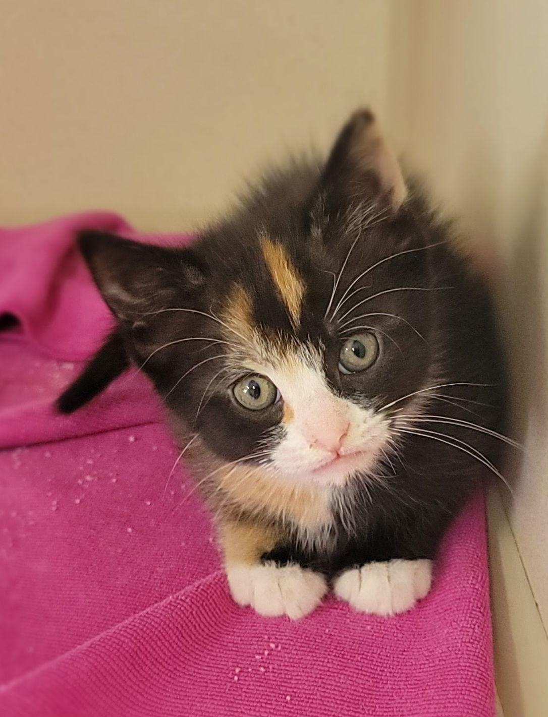 Spoke, Adopted, Young Female Domestic Short Hair.