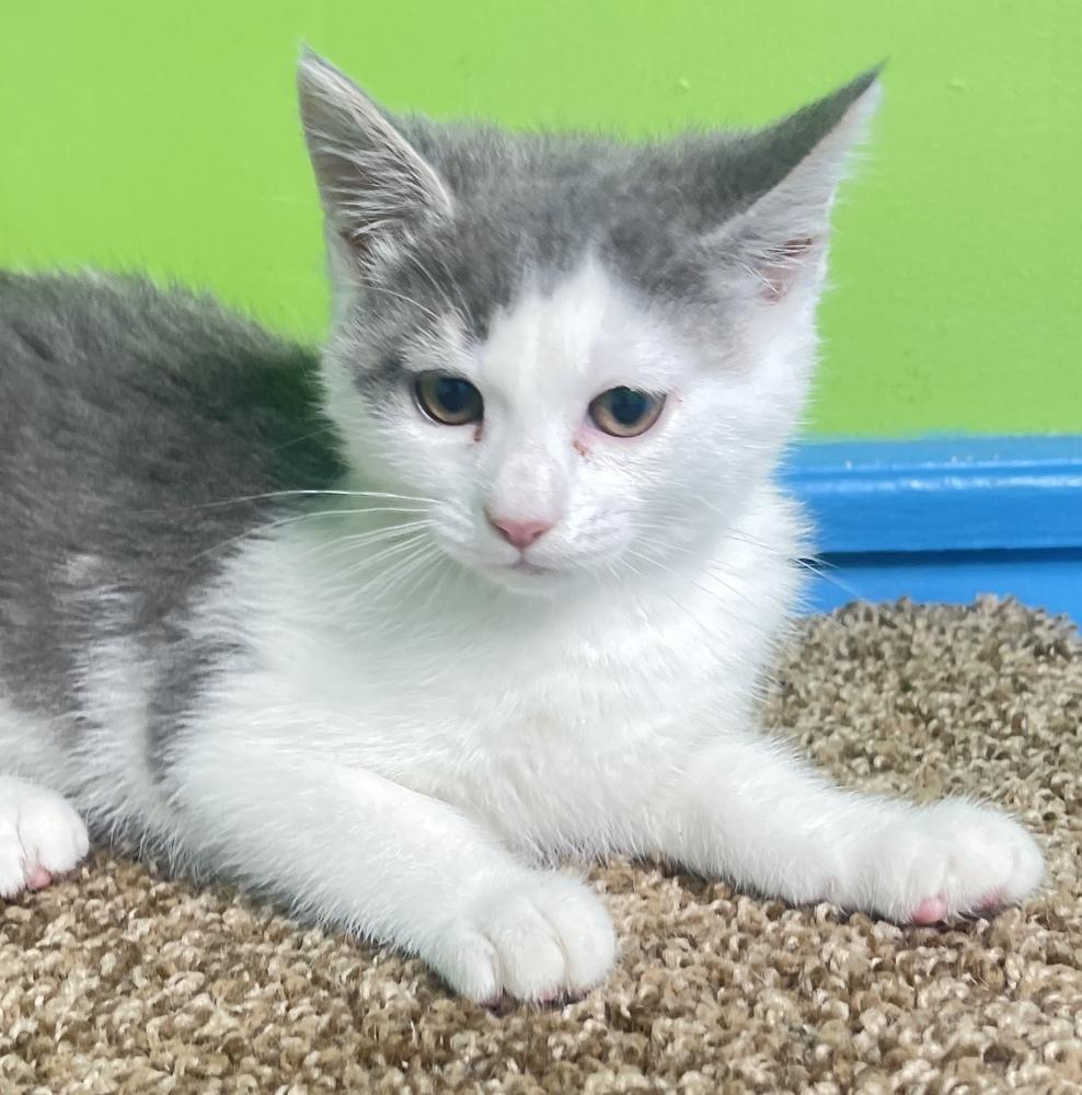 Enlarge Grayson, a Adoptable mixed breed in Columbus, OH image 1/1