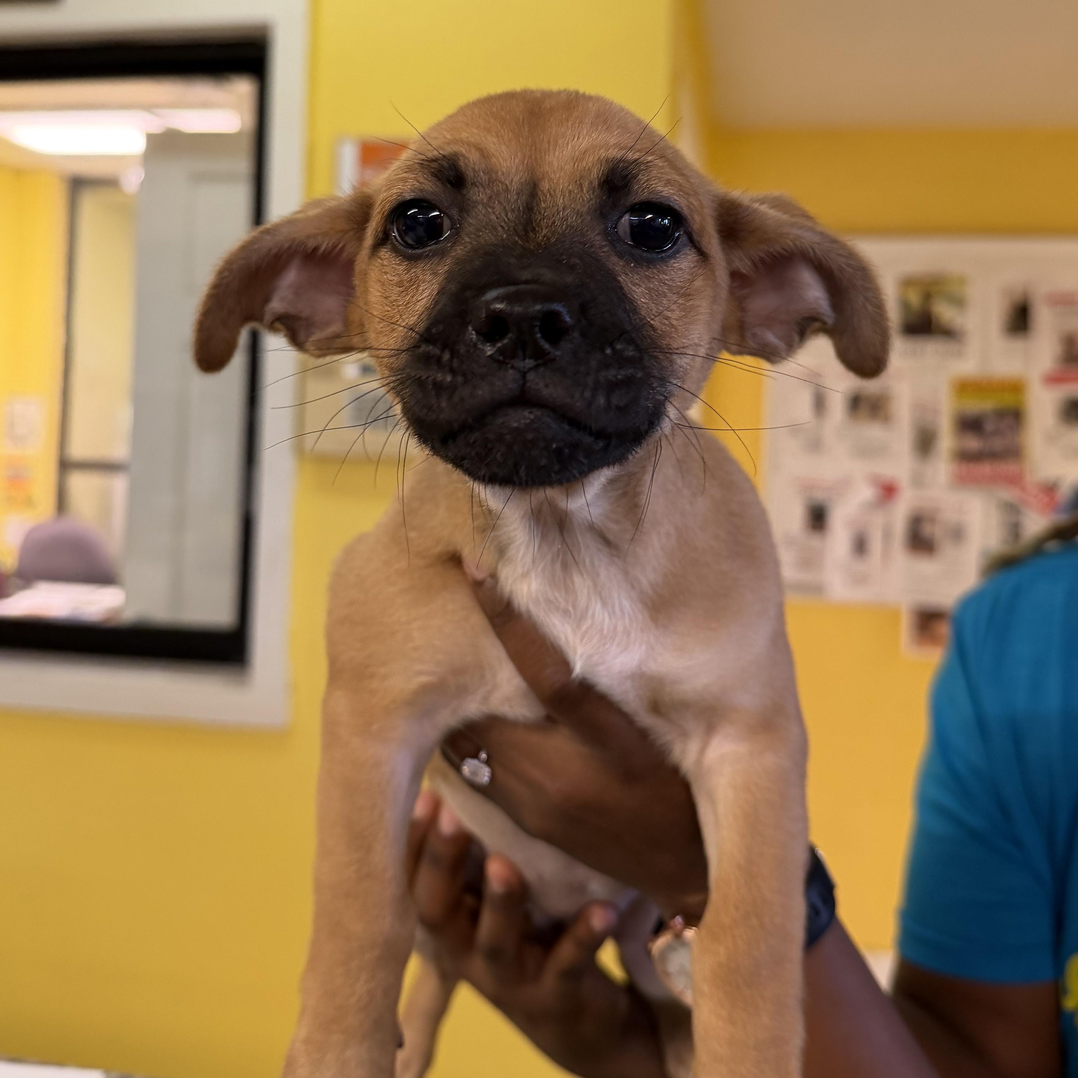 Enlarge Jessie 4533, an adopted mixed breed in Boca Raton, FL image 1/1