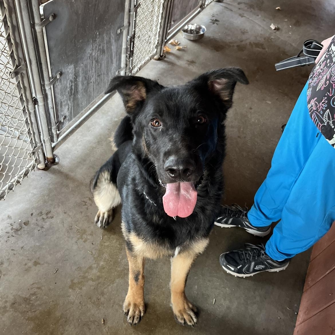 Big Guy, Adopted, Young Male German Shepherd Dog.