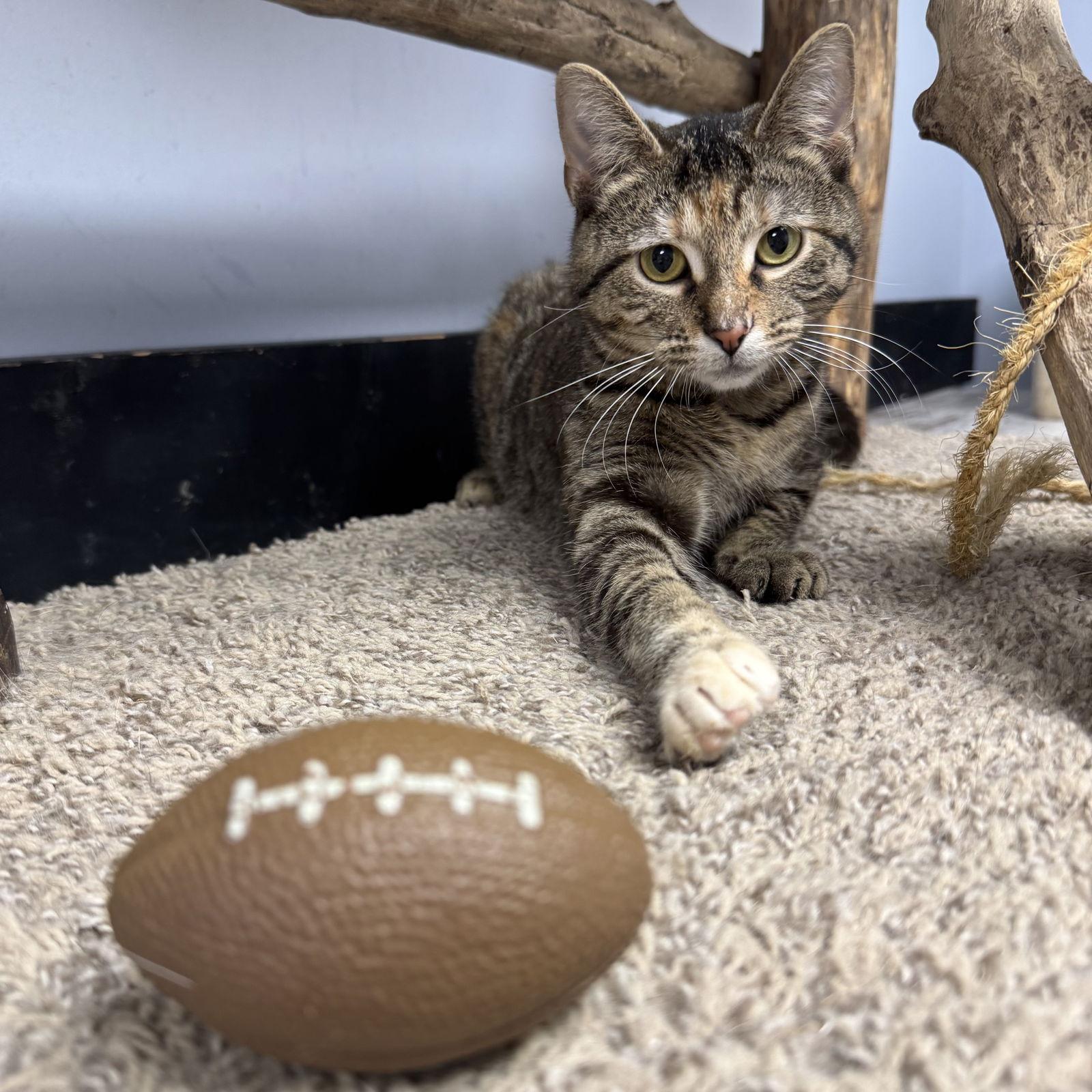 Enlarge Angel, a Adoptable Domestic Short Hair in Hanover Park, IL image 1/3
