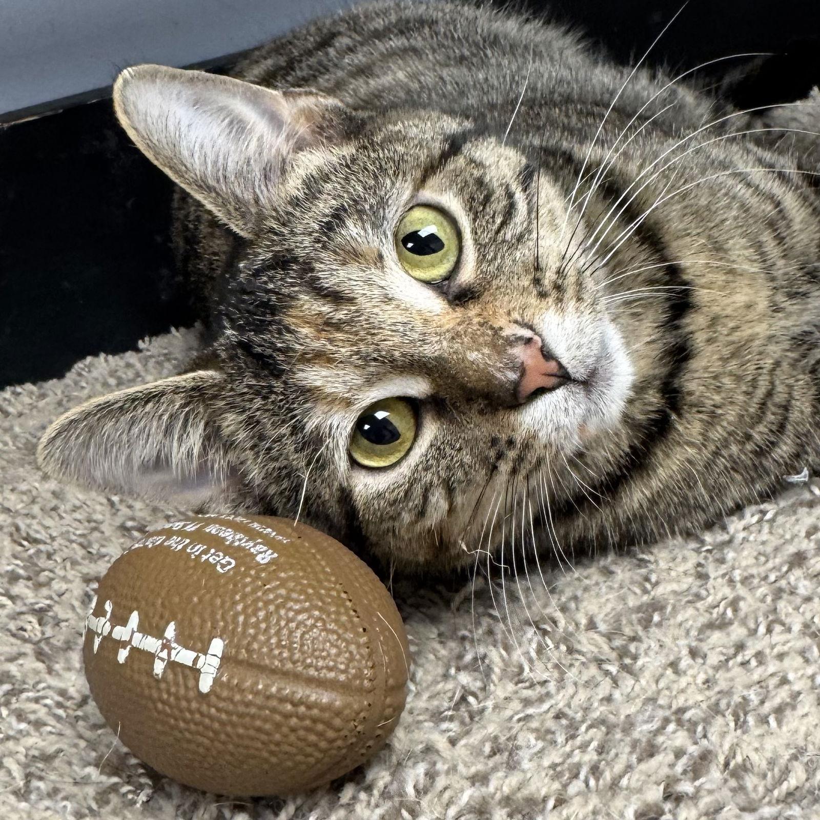 Enlarge Angel, a Adoptable Domestic Short Hair in Hanover Park, IL image 3/3