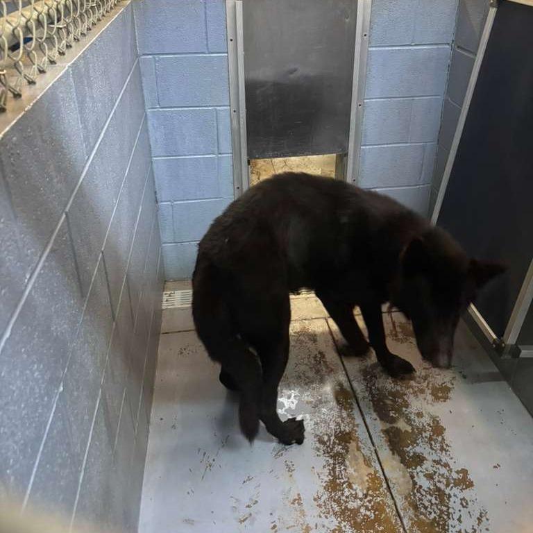 Shadow, a Adoptable Mixed Breed in Gadsden, AL image 1/6