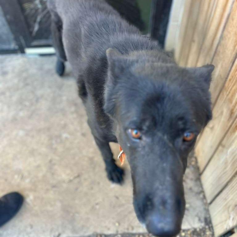 Shadow, a Adoptable Mixed Breed in Gadsden, AL image 2/6