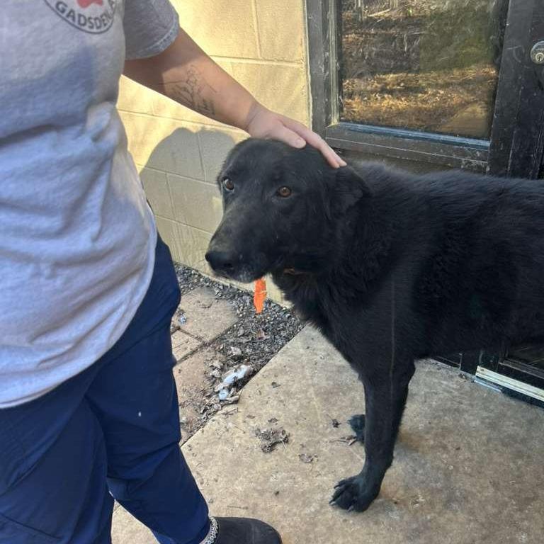 Shadow, a Adoptable Mixed Breed in Gadsden, AL image 3/6