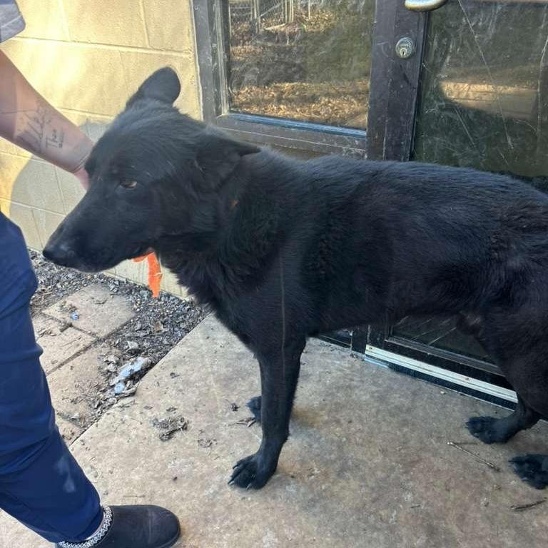 Shadow, a Adoptable Mixed Breed in Gadsden, AL image 4/6