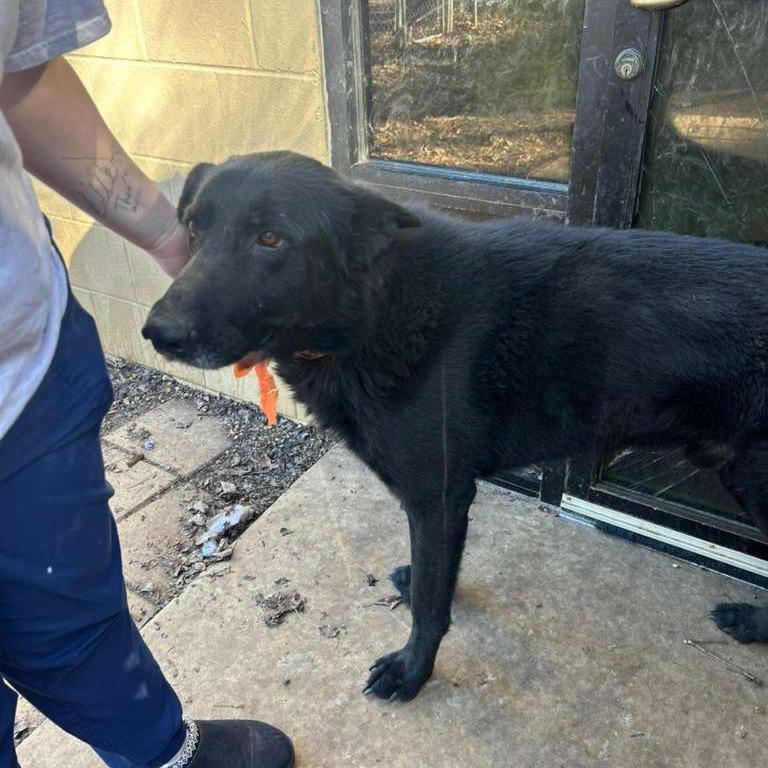 Shadow, a Adoptable Mixed Breed in Gadsden, AL image 5/6