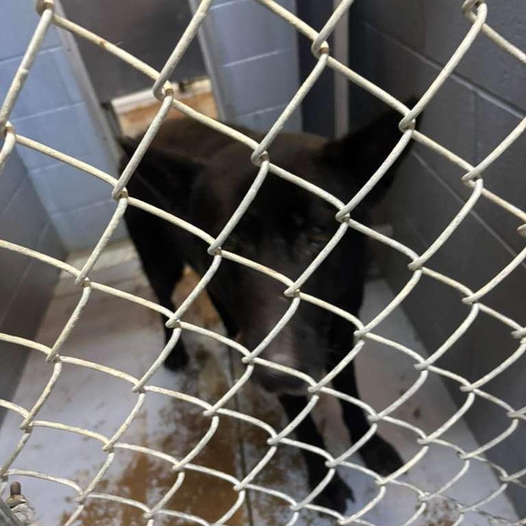 Shadow, a Adoptable Mixed Breed in Gadsden, AL image 6/6