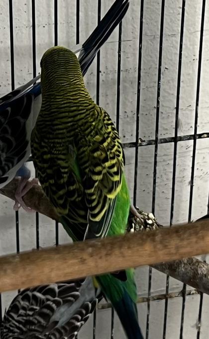 Enlarge Zio, a Adoptable mixed breed in Simcoe, ON image 1/1