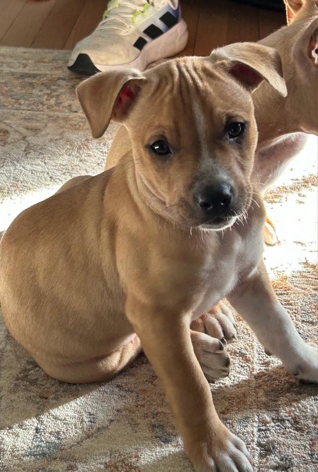 Enlarge Jazz, a ADOPTABLE mixed breed in Riverdale, NJ image 2/6