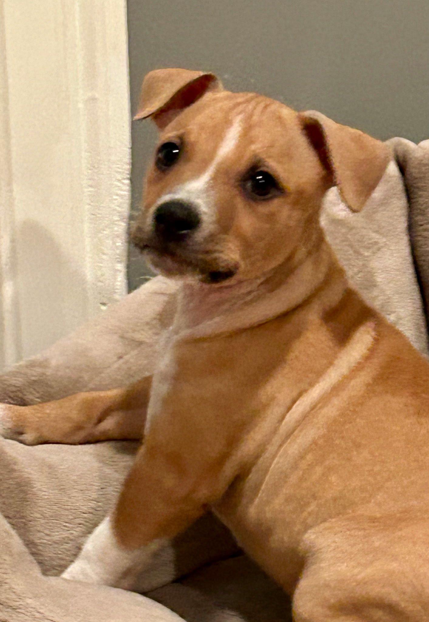 Enlarge Jazz, a ADOPTABLE mixed breed in Riverdale, NJ image 4/6