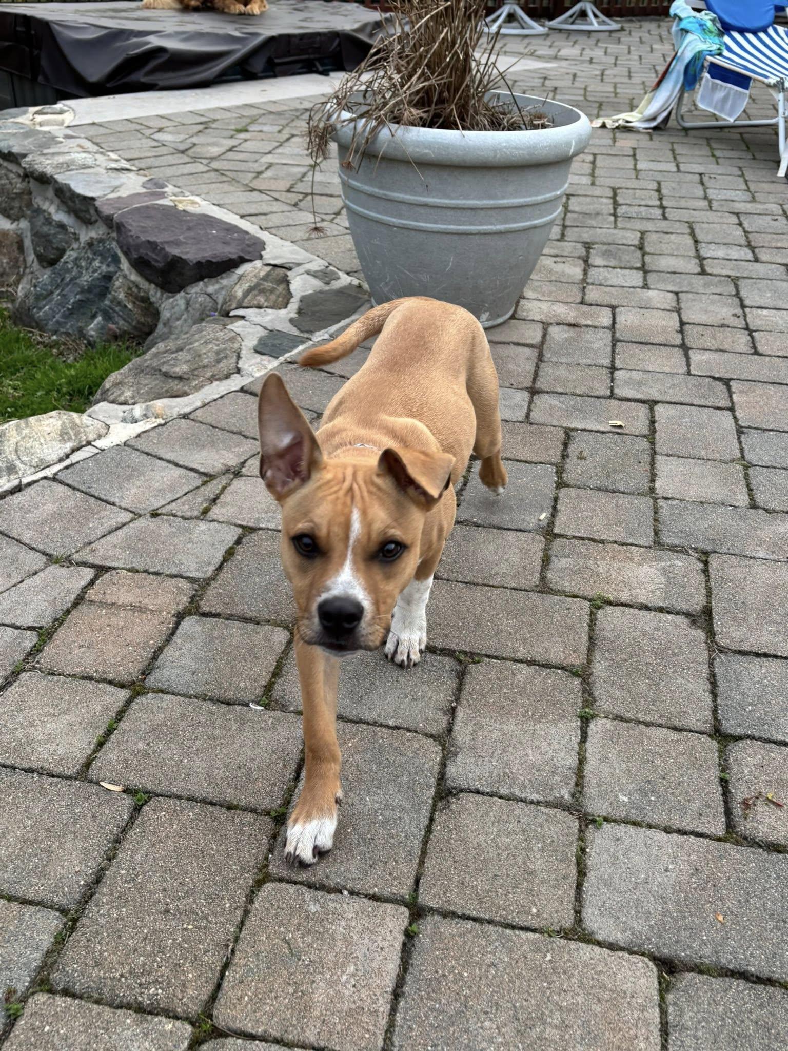 Enlarge Jazz, a ADOPTABLE mixed breed in Riverdale, NJ image 2/5