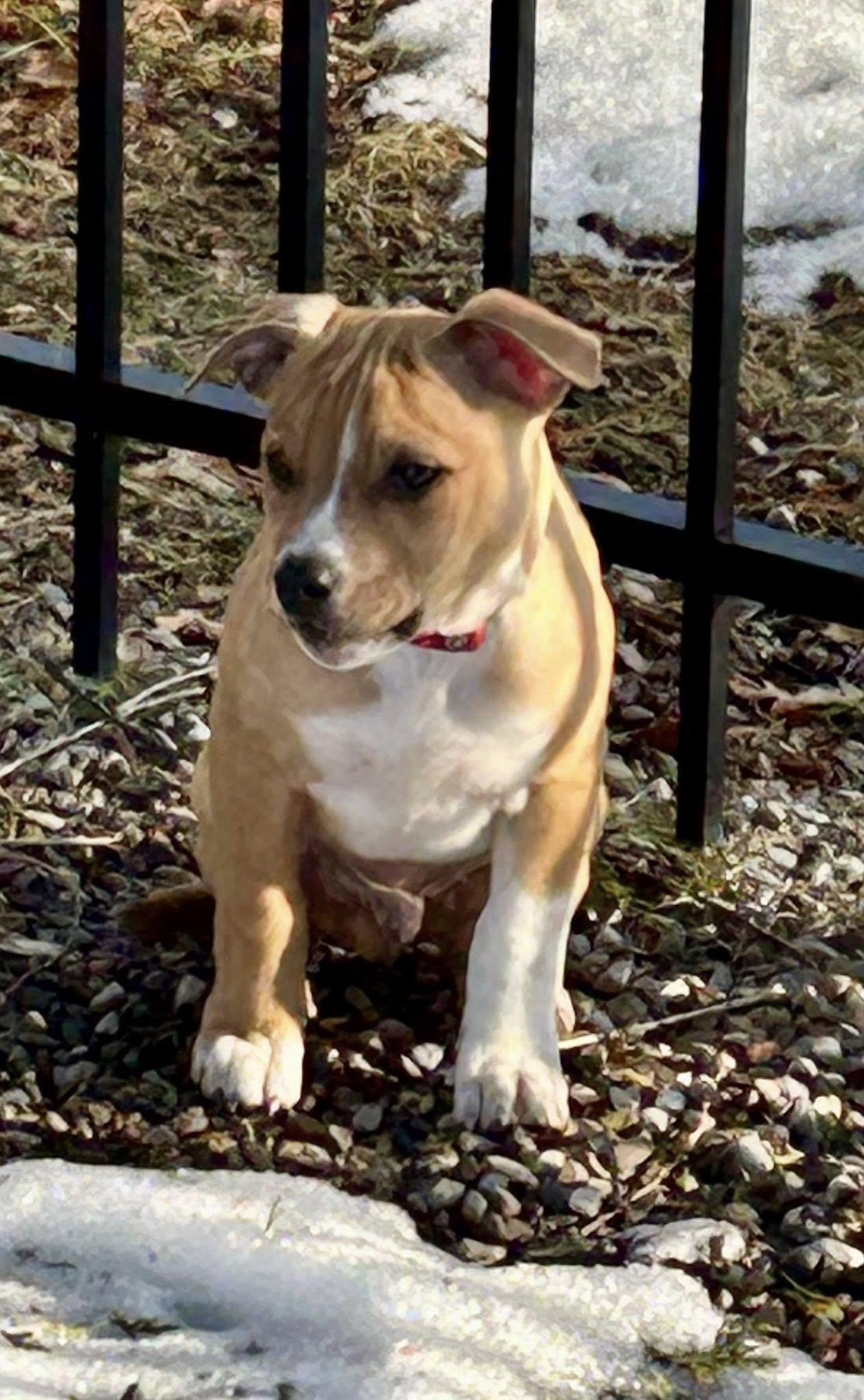 Enlarge Jazz, a ADOPTABLE mixed breed in Riverdale, NJ image 6/6