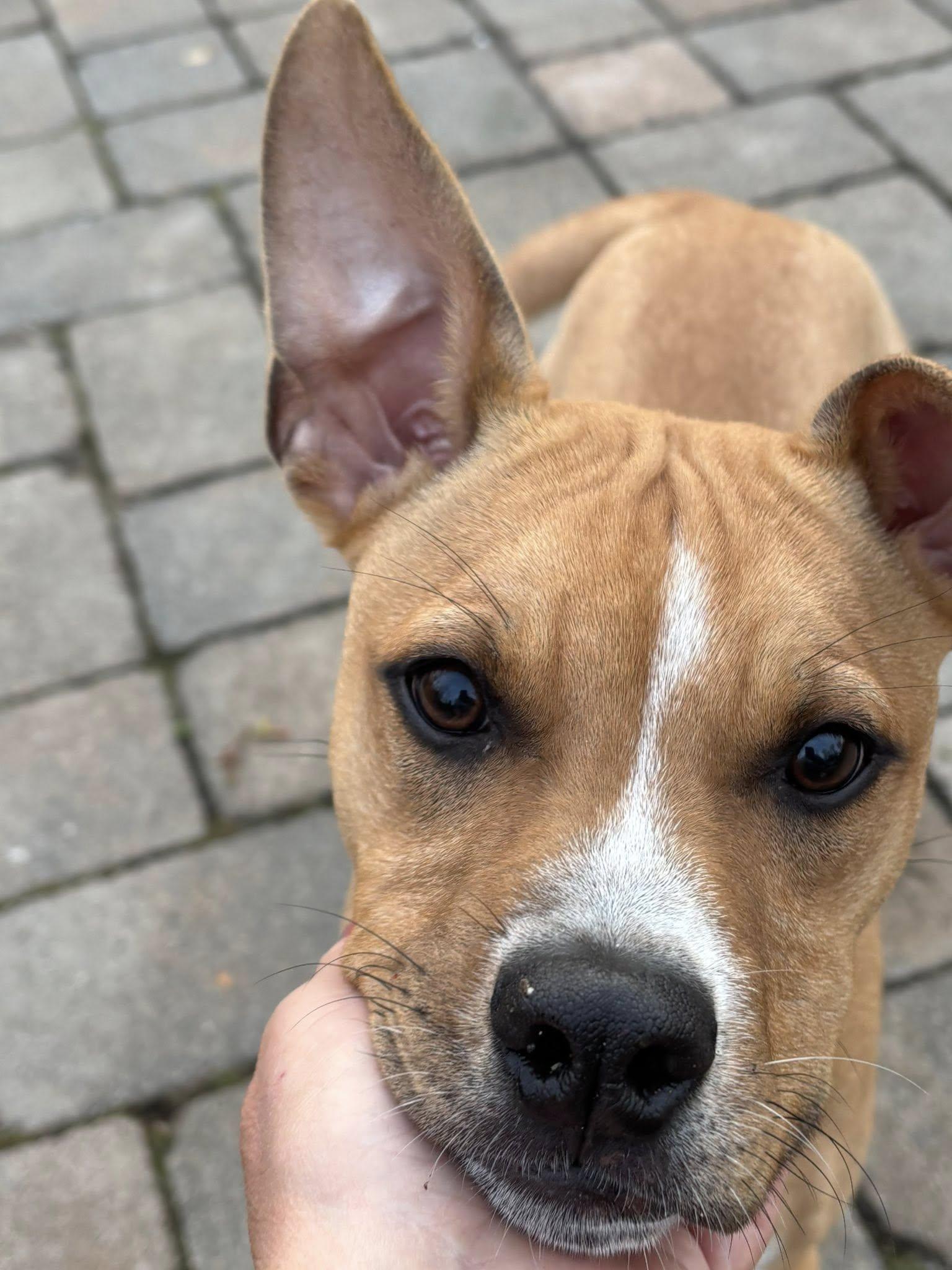 Jazz, ADOPTABLE, Young Male Mixed Breed.