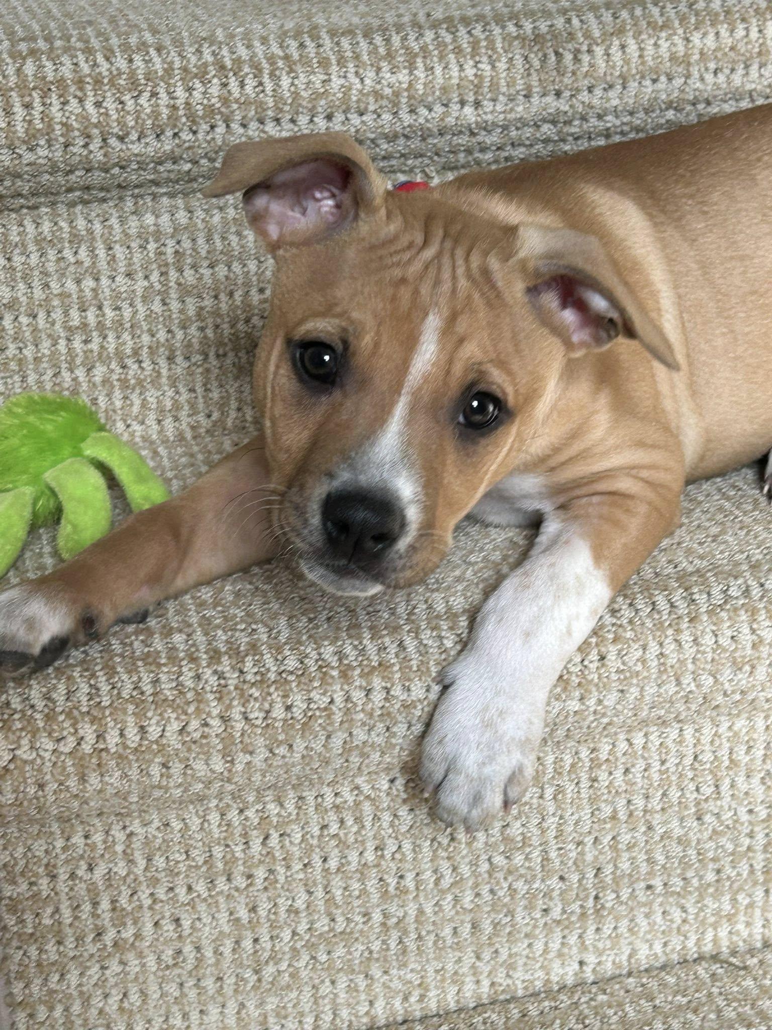 Enlarge Jazz, a ADOPTABLE mixed breed in Riverdale, NJ image 1/6