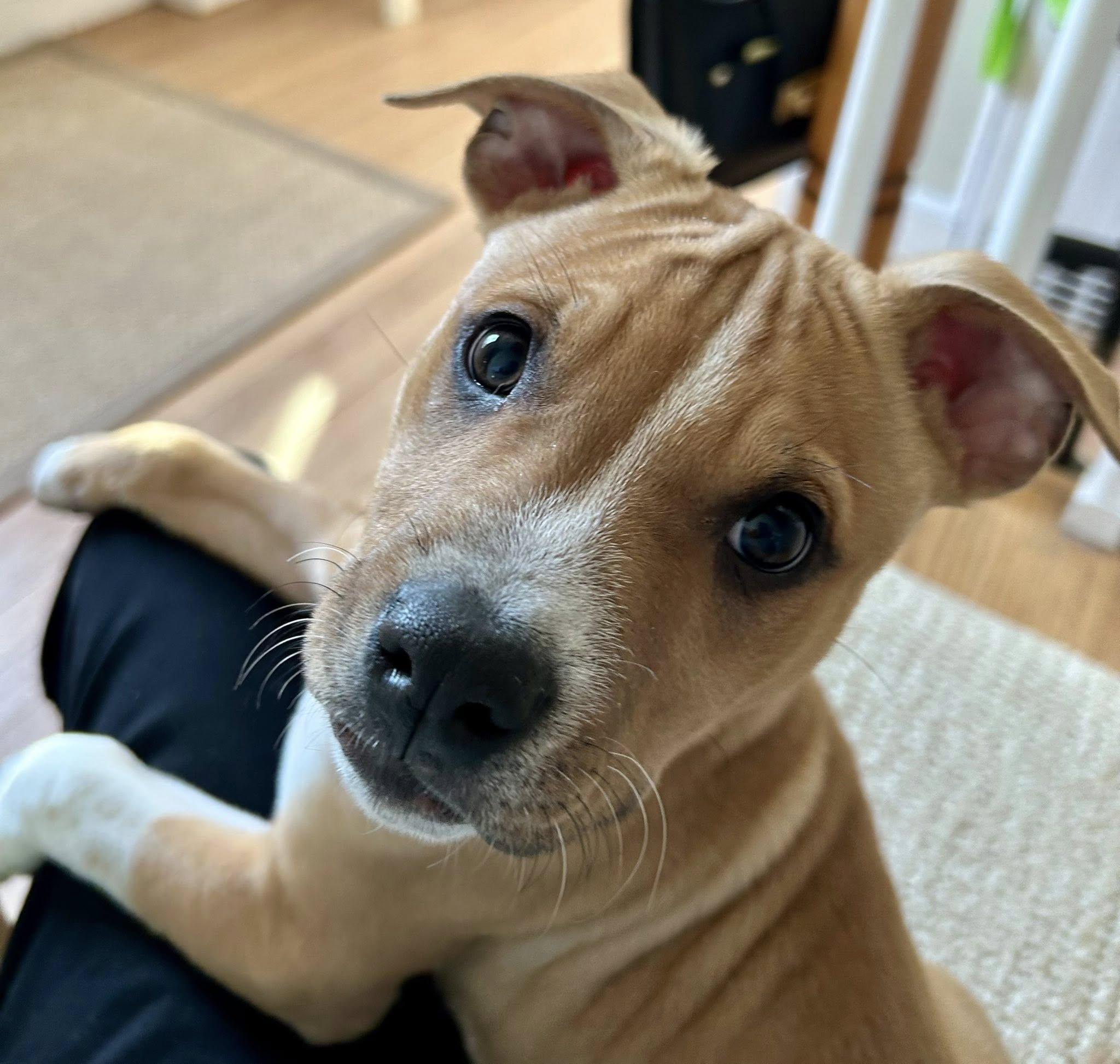 Jazz, ADOPTABLE, Puppy Male Mixed Breed.