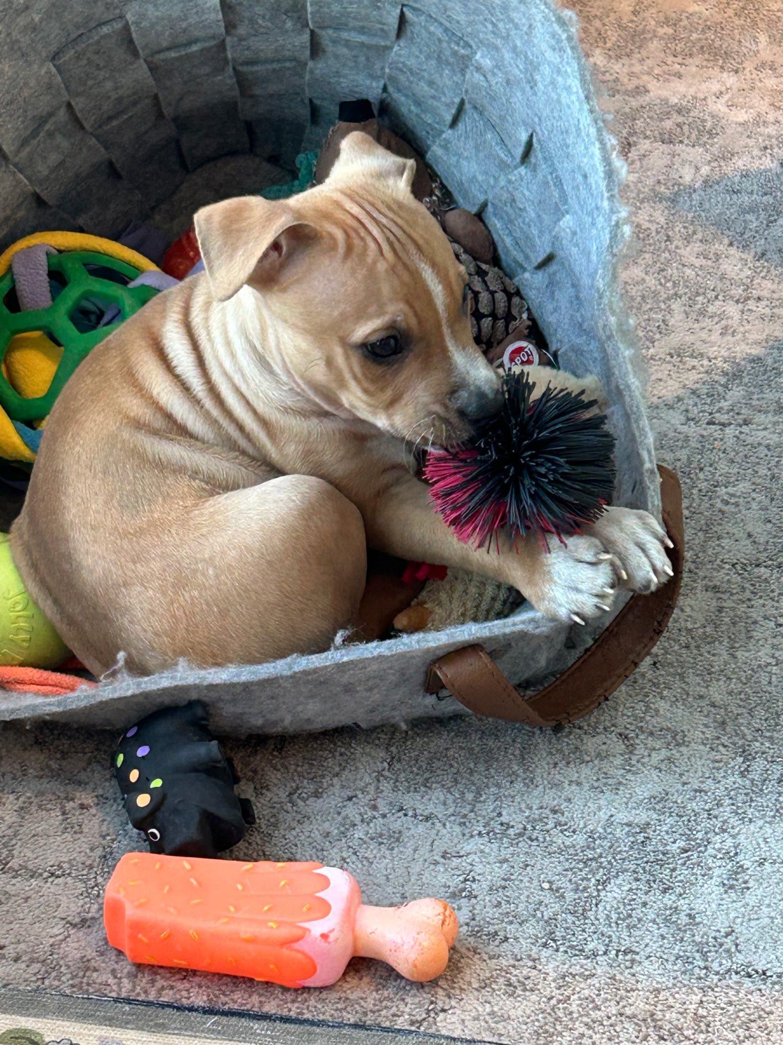 Enlarge Jazz, a ADOPTABLE mixed breed in Riverdale, NJ image 3/6