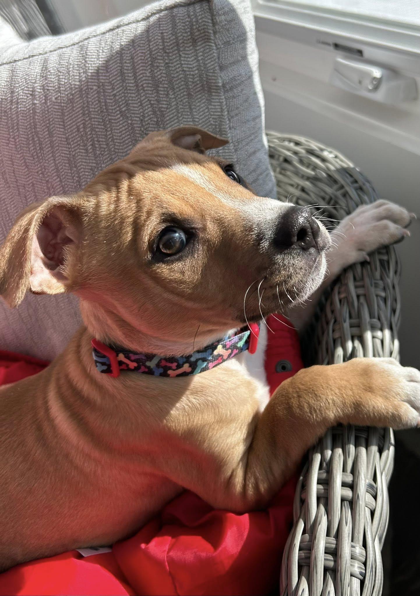 Enlarge Jazz, a ADOPTABLE mixed breed in Riverdale, NJ image 6/6