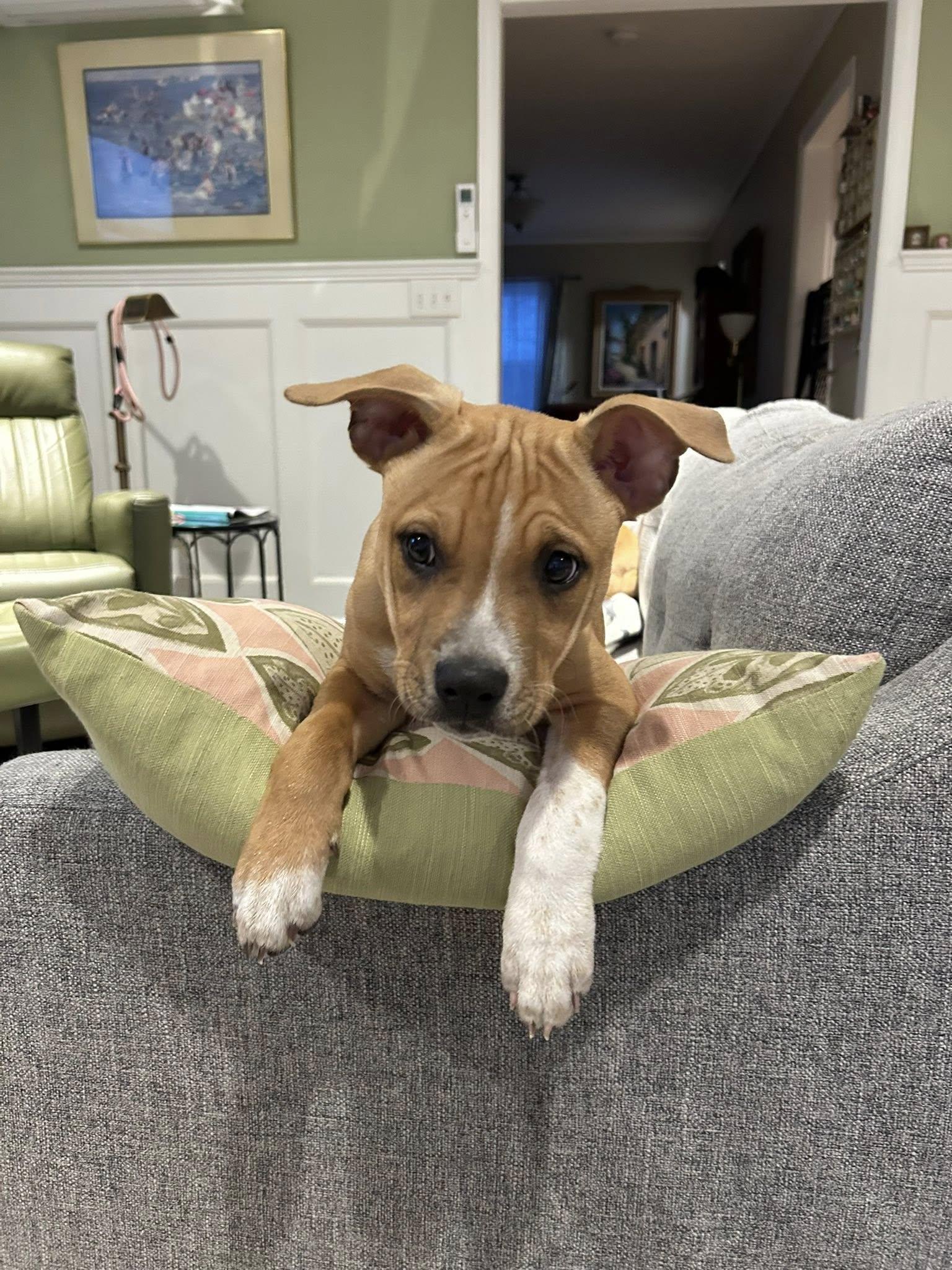 Enlarge Jazz, a ADOPTABLE mixed breed in Riverdale, NJ image 6/6