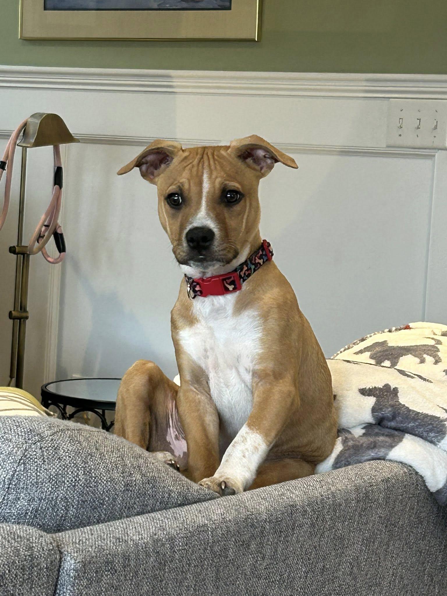 Enlarge Jazz, a ADOPTABLE mixed breed in Riverdale, NJ image 1/6