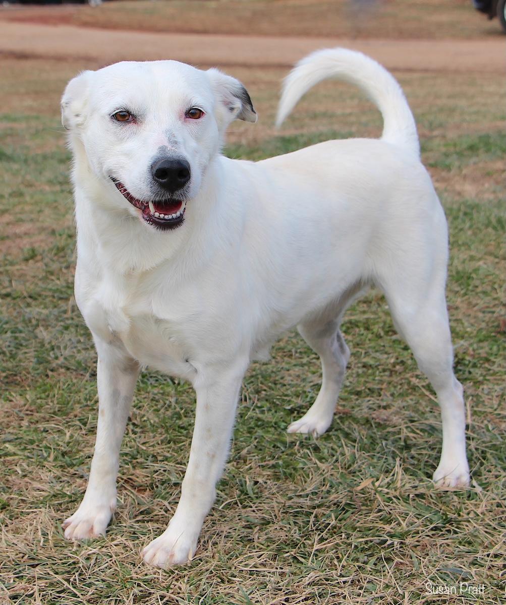 Enlarge Pearl, a Adoptable mixed breed in Bedford, VA image 3/3