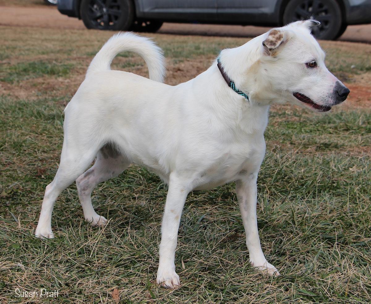 Enlarge Pearl, a Adoptable mixed breed in Bedford, VA image 2/3
